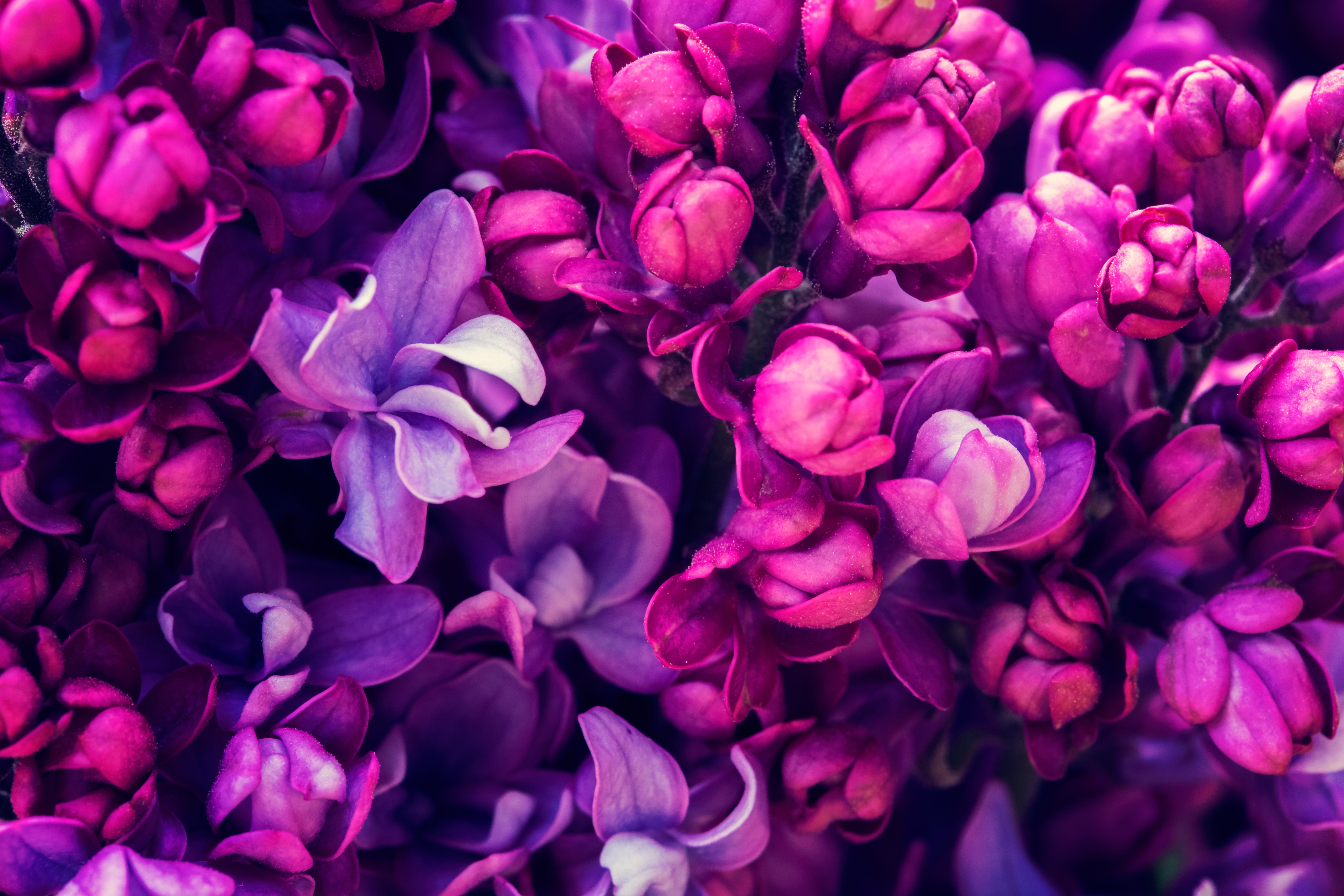 Красивые картинки с цветами для телефона. Сирень Флауэр перпл. Сирень Роял перпл. Сиреневые цветы. Фиолетовые цветы.
