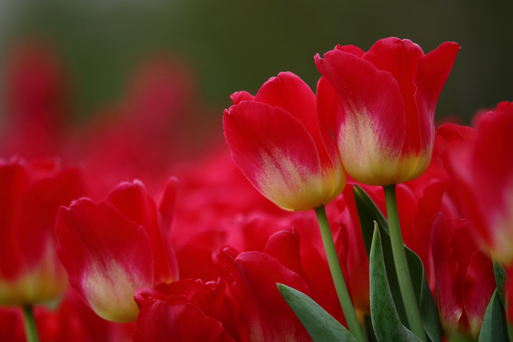 Обои цветы, макро, красные, тюльпаны, flowers, macro, red, tulips разрешение 2048x1365 Загрузить