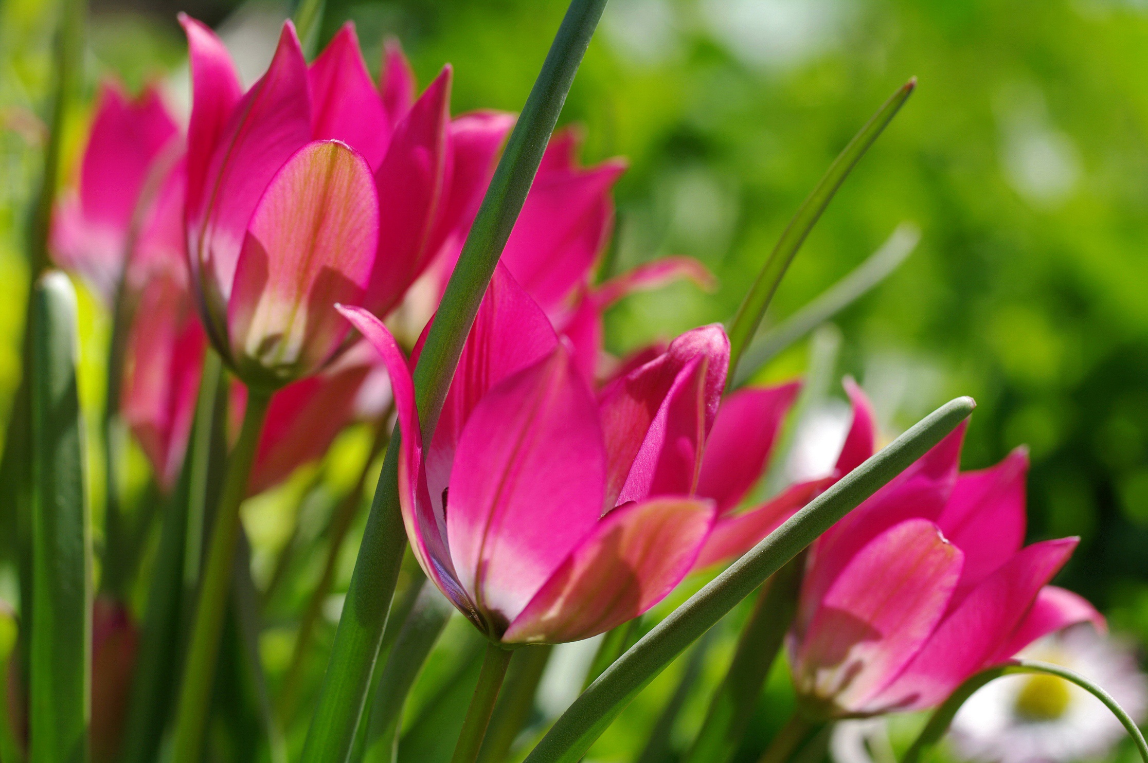 Обои цветы, макро, весна, тюльпаны, flowers, macro, spring, tulips разрешение 2232x1484 Загрузить