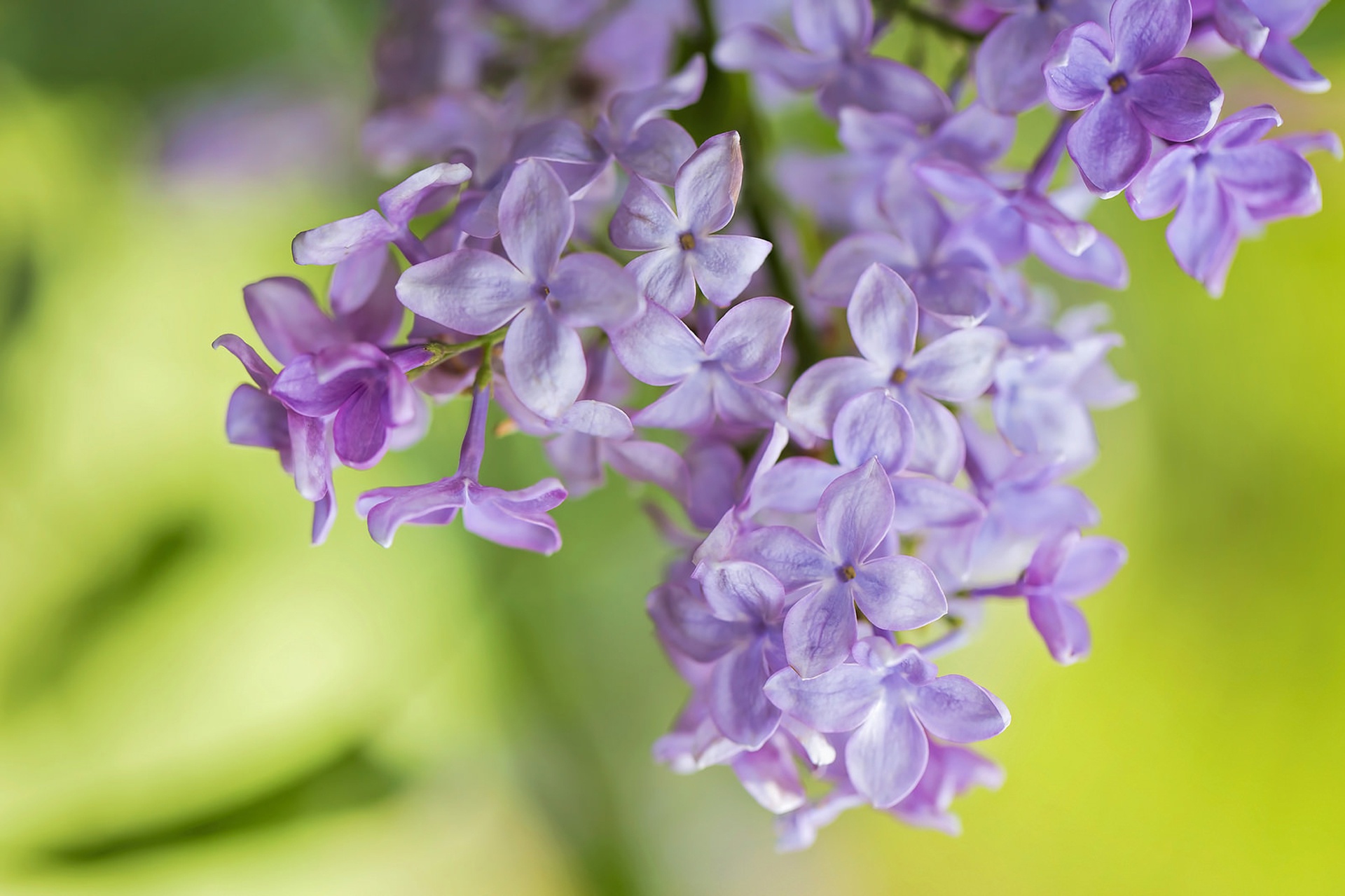 Обои цветение, макро, весна, сирень, соцветие, flowering, macro, spring, lilac, inflorescence разрешение 1920x1279 Загрузить