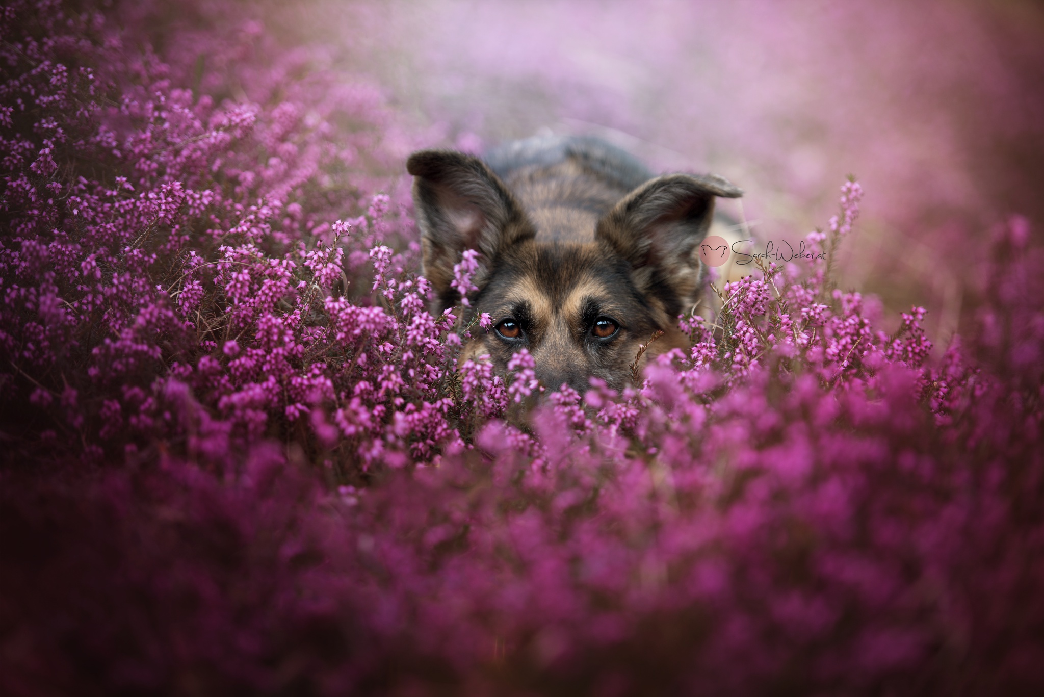 Обои морда, цветы, взгляд, собака, немецкая овчарка, face, flowers, look, dog, german shepherd разрешение 2048x1367 Загрузить