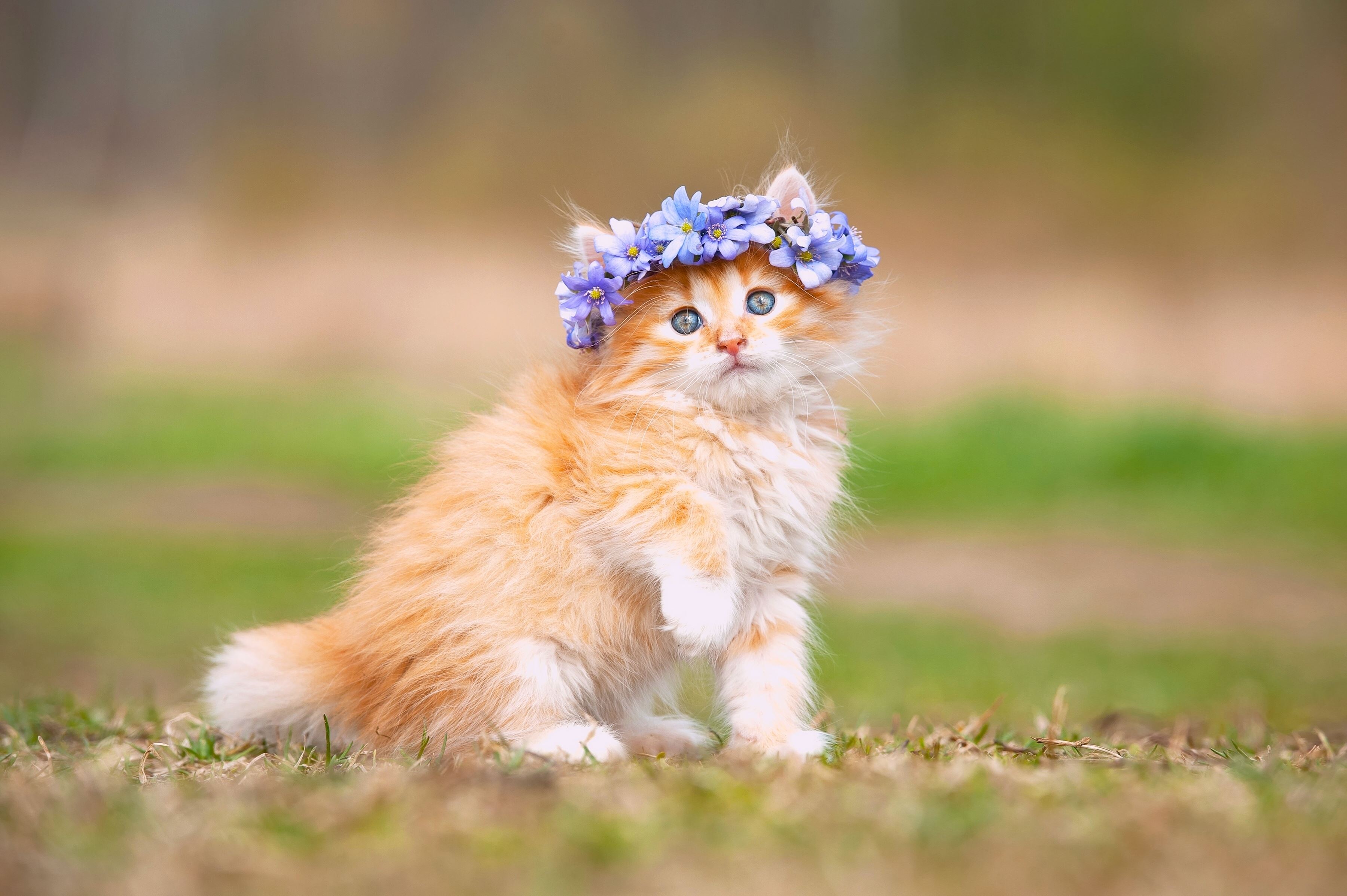 котенок одуванчик трава kitten dandelion grass загрузить