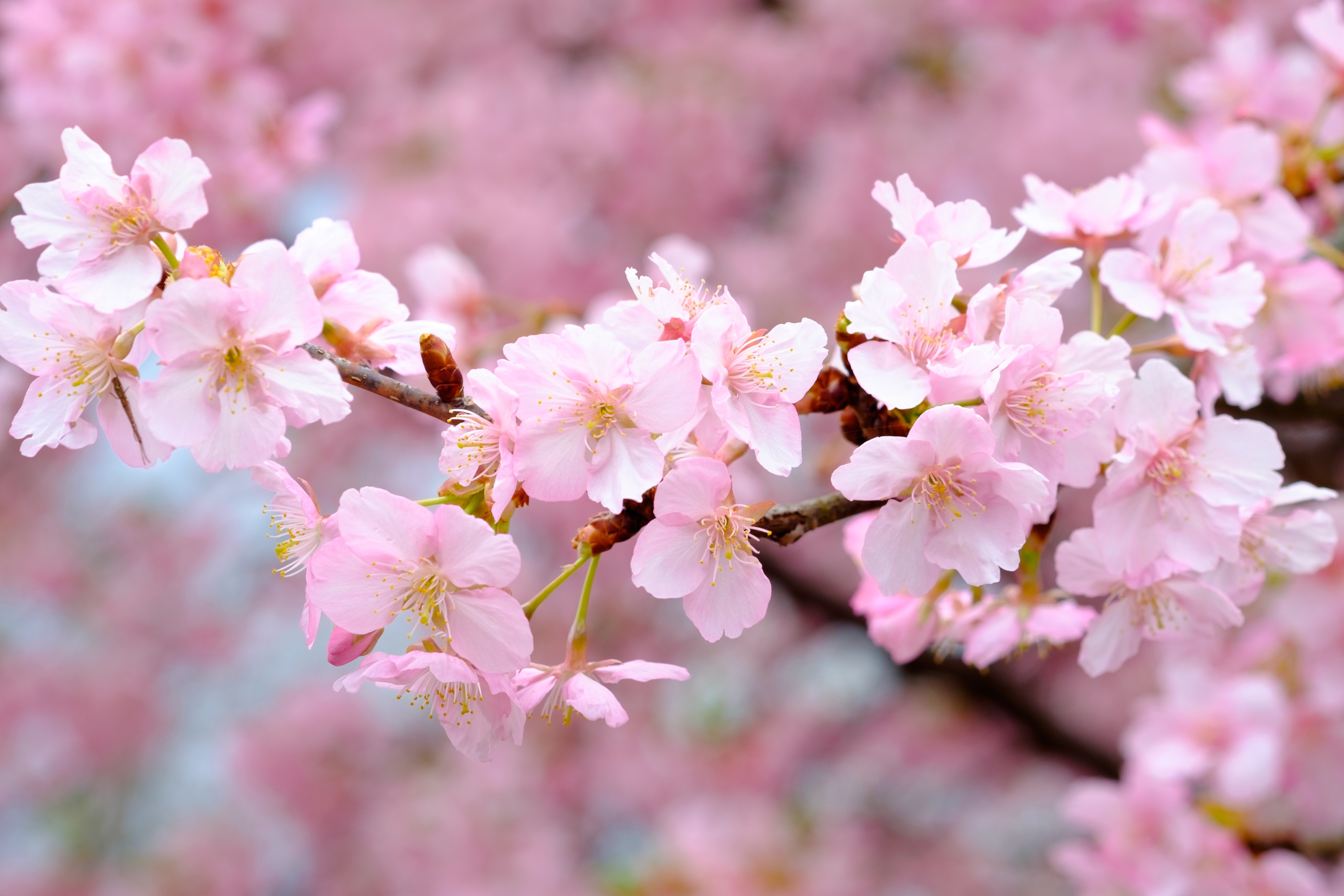 Сакура вишневая. Сакура цветение растения. Сакура черри блоссом. Сакура вишня. Цветение Сакуры ветка.