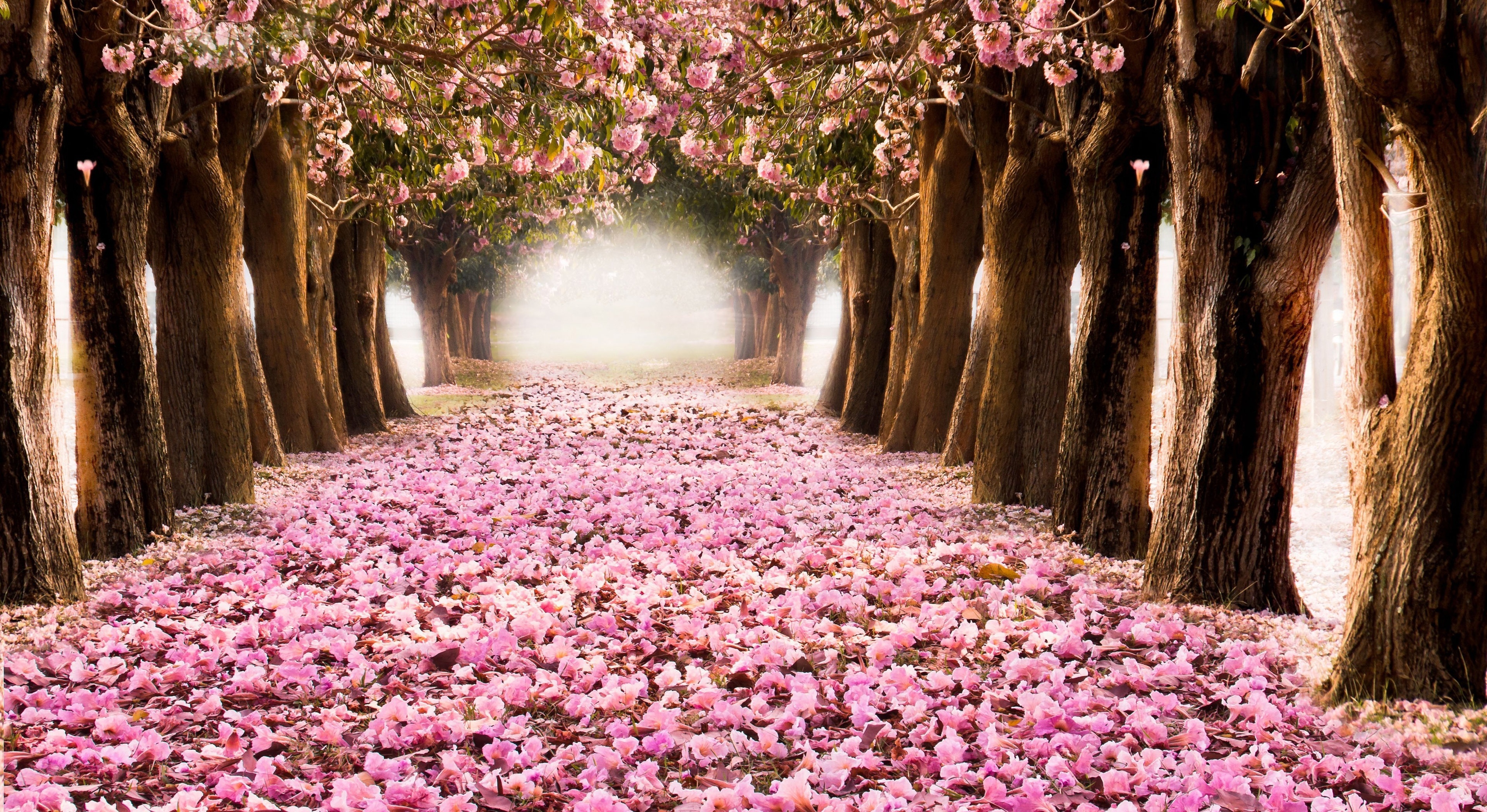 Скачать обои деревья, цветение, парк, весна, сакура разрешение 800x480  #131354