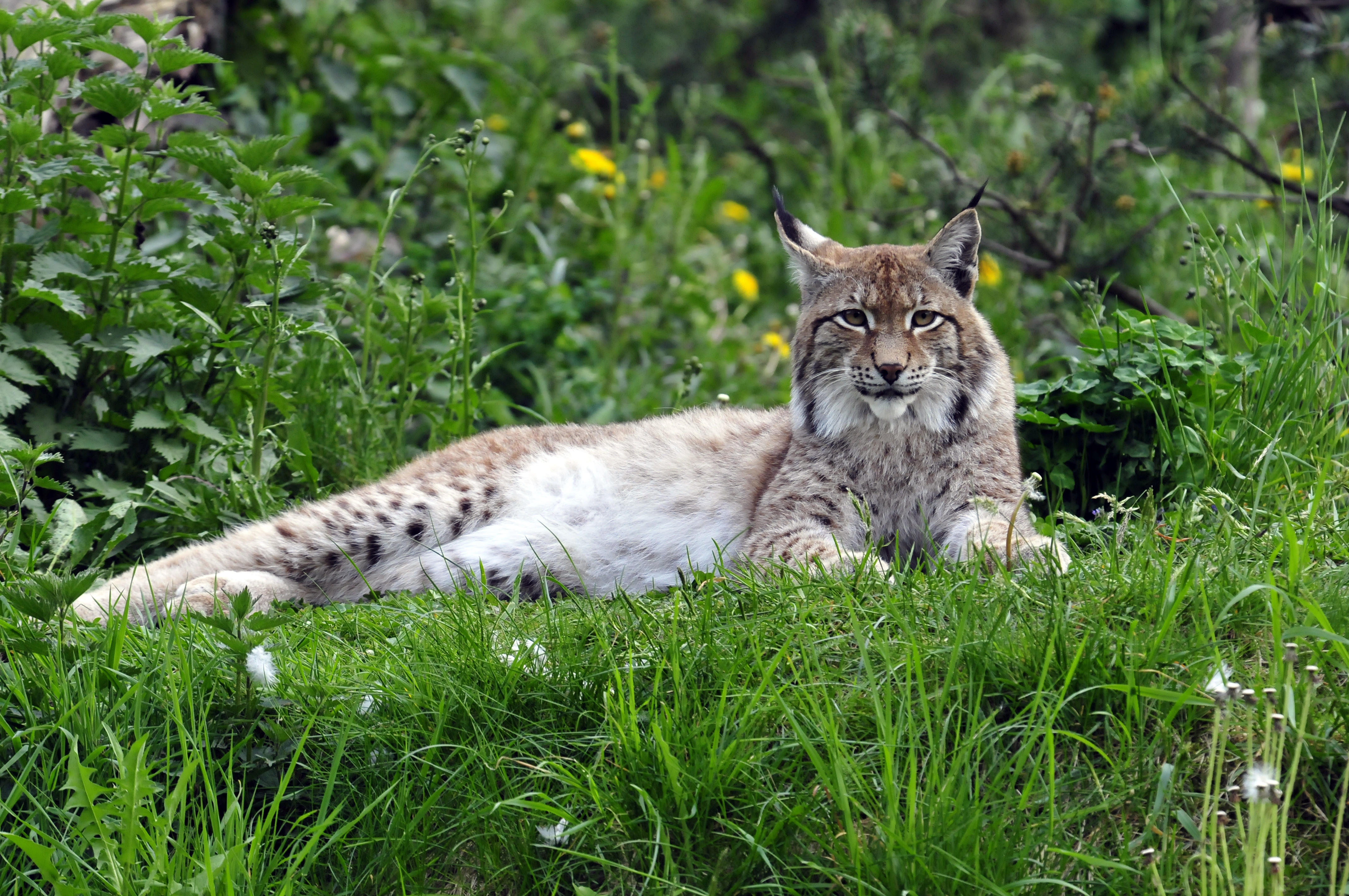 Сайт рысь. Рысь — Lynx Lynx. Беловежская пуща Рысь. Гималайская Рысь. Рысь обыкновенная Lynx Lynx Linnaeus, 1758.
