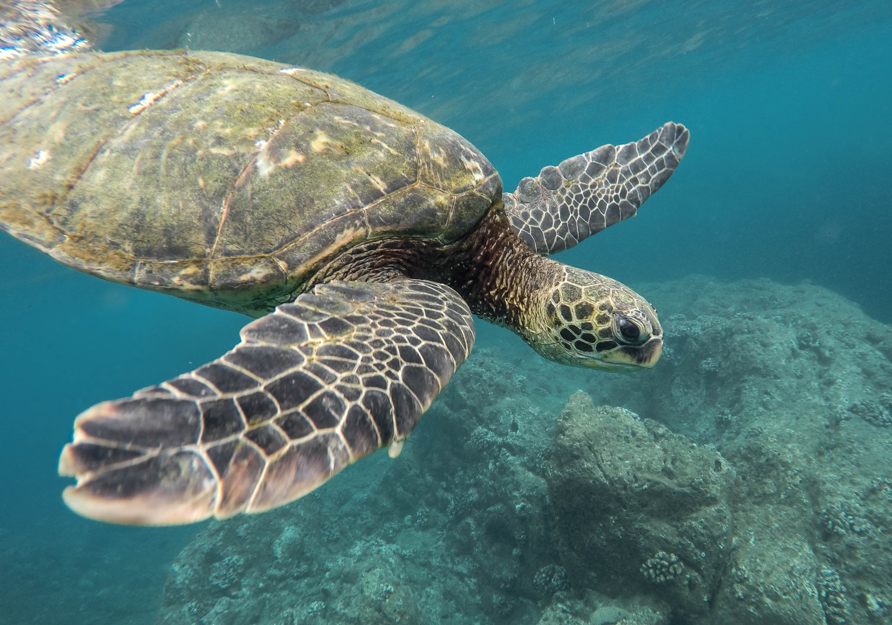 Обои море, черепаха, океан, животное, кораллы, jeremy bishop, подводный мир, sea, turtle, the ocean, animal, corals, underwater world разрешение 3598x2520 Загрузить