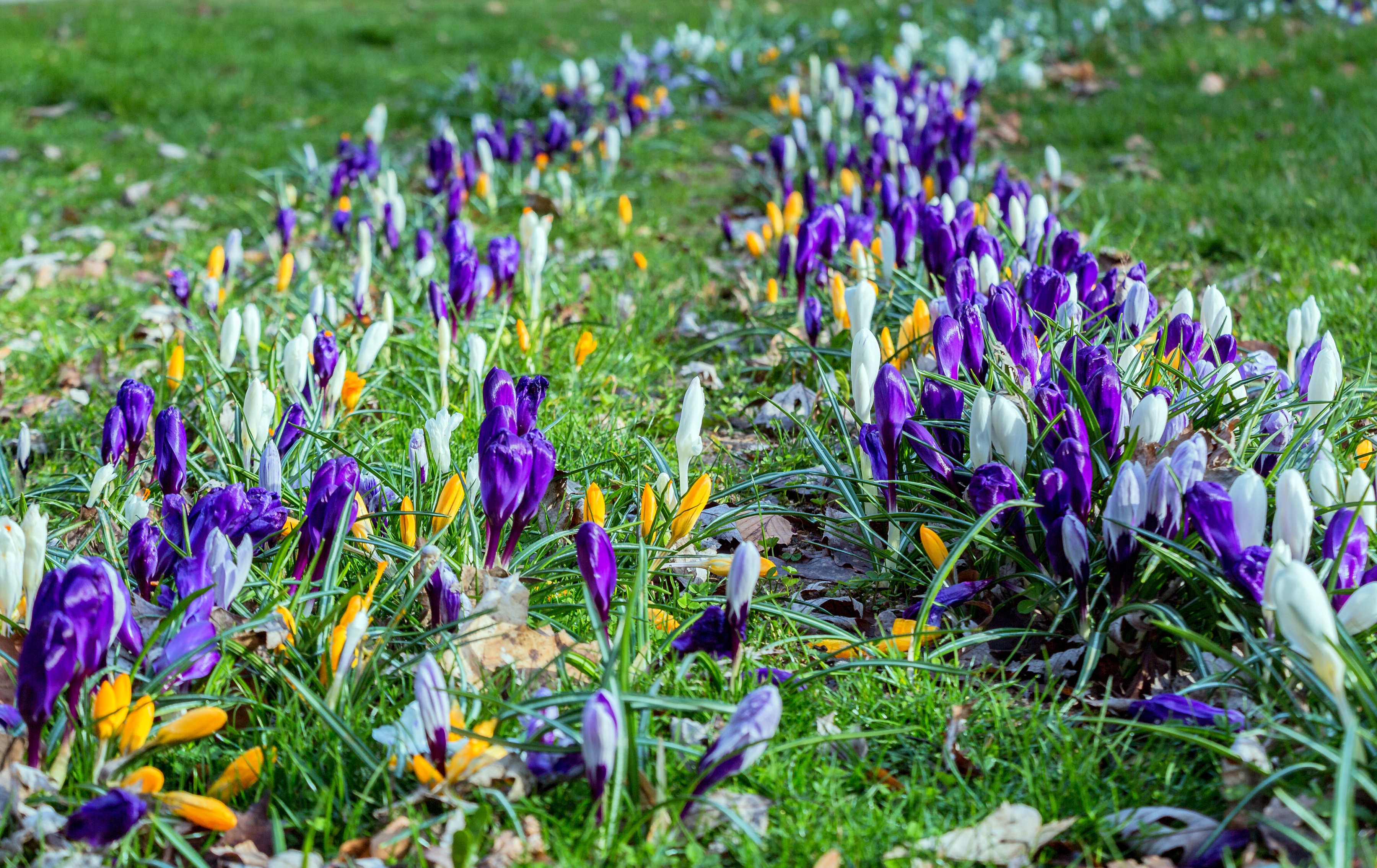 Обои цветы, трава, весна, крокусы, flowers, grass, spring, crocuses разрешение 3600x2270 Загрузить