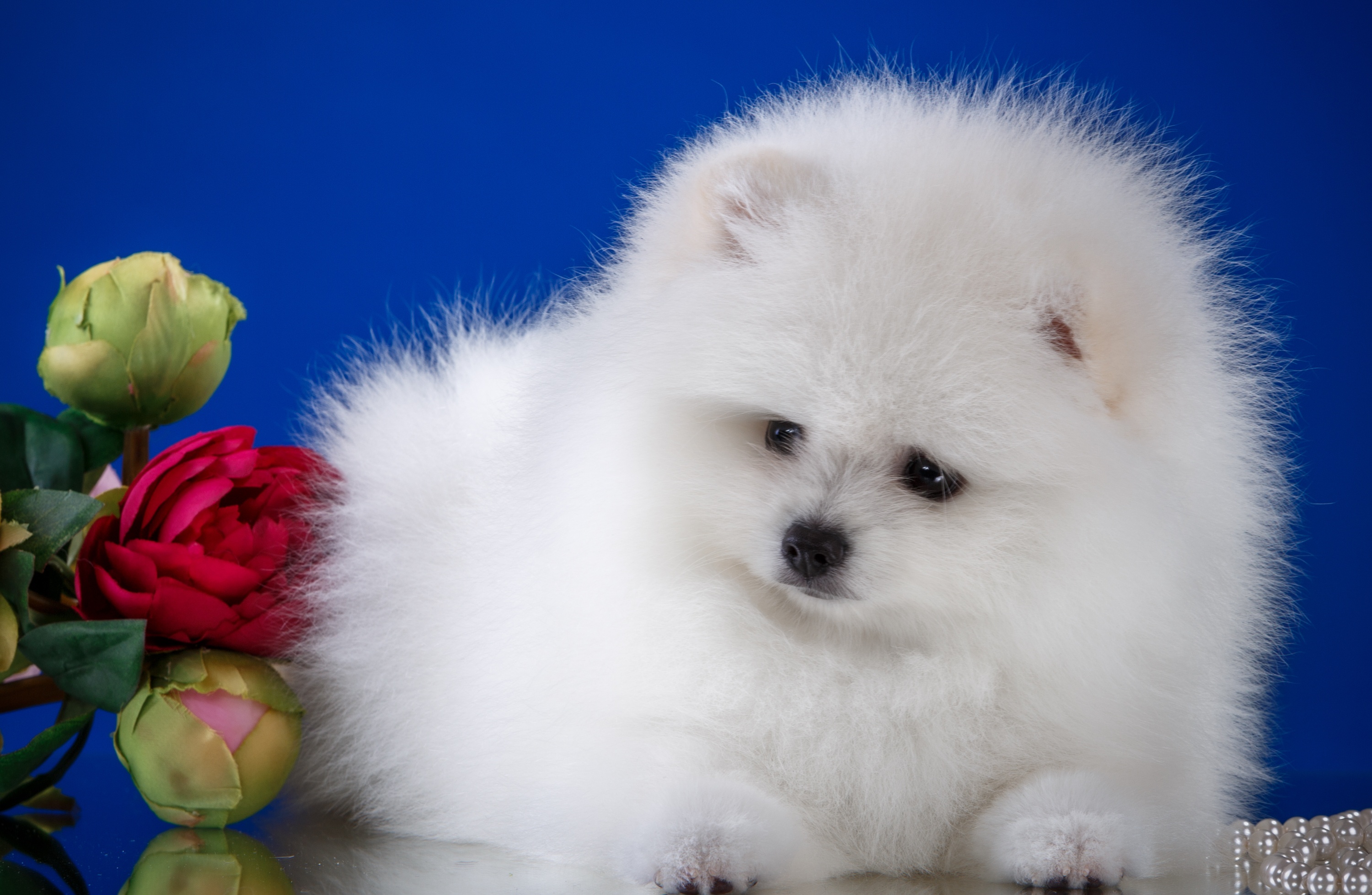 Обои цветы, пушистый, белый, собака, щенок, шпиц, flowers, fluffy, white, dog, puppy, spitz разрешение 3000x1957 Загрузить
