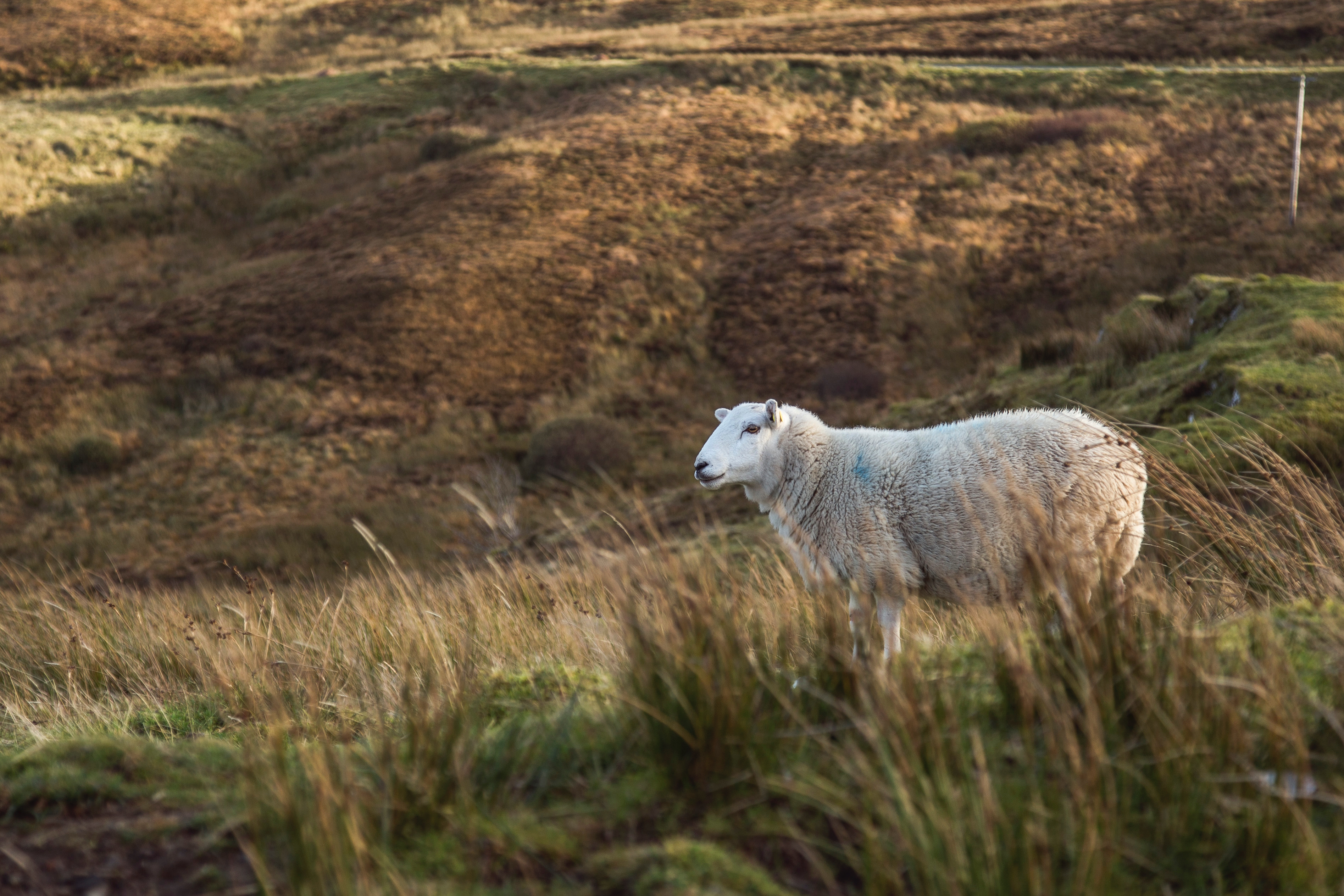 Обои трава, поле, животное, овца, milada vigerova, grass, field, animal, sheep разрешение 3790x2527 Загрузить