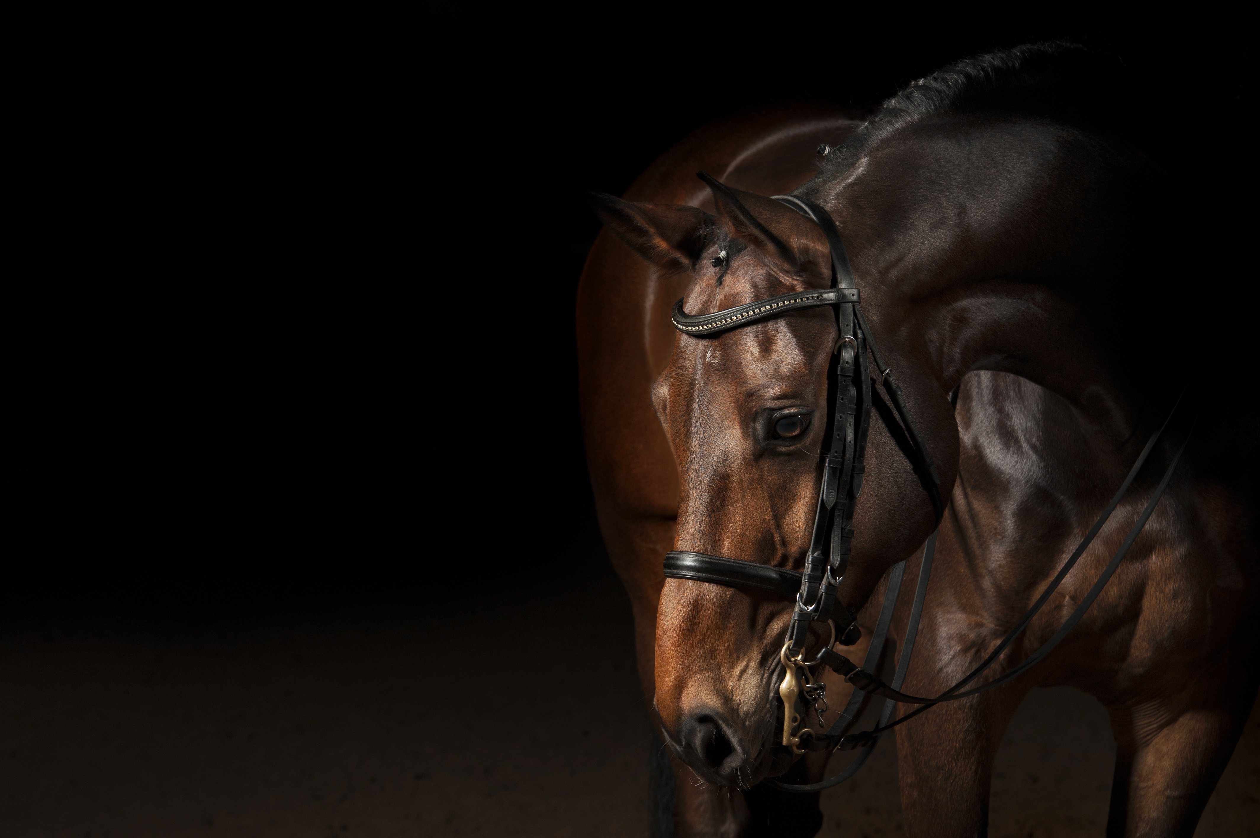 Обои лошадь, животные, черный фон, конь, horse, animals, black background разрешение 4256x2832 Загрузить