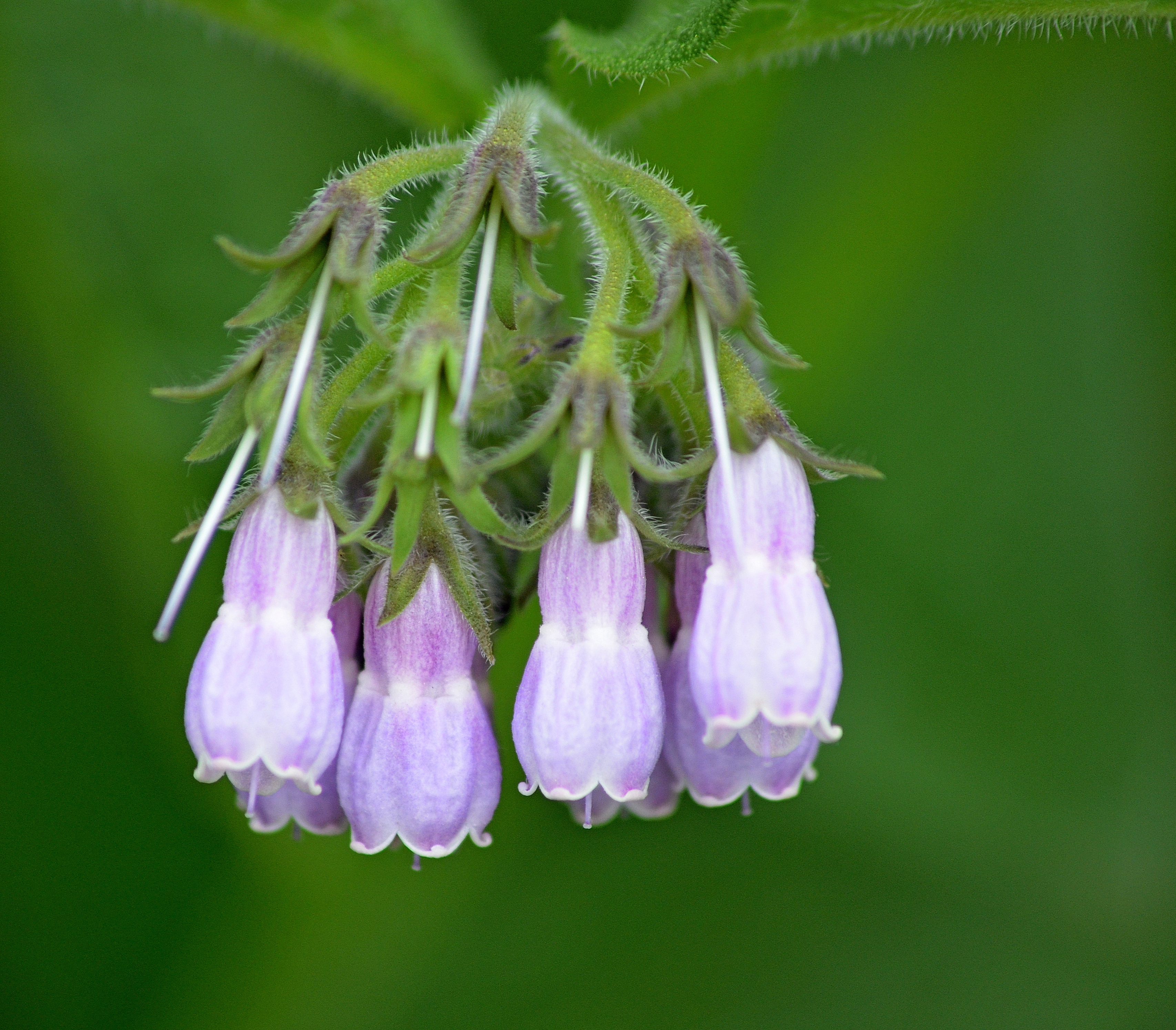 Обои цветы, природа, колокольчики, боке, окопник, flowers, nature, bells, bokeh, comfrey разрешение 3413x2991 Загрузить