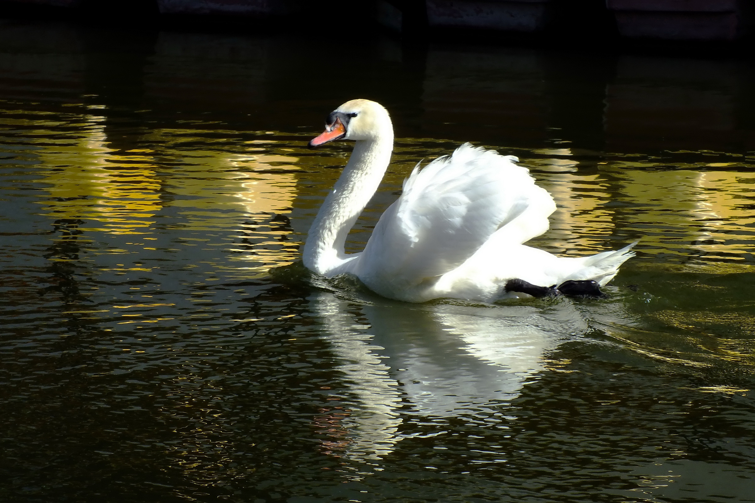 Обои вода, отражение, птица, лебедь, water, reflection, bird, swan разрешение 2400x1600 Загрузить