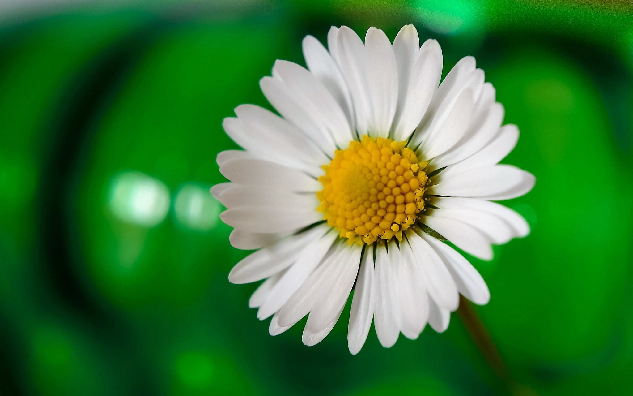 Обои макро, цветок, лепестки, ромашка, macro, flower, petals, daisy разрешение 2048x1280 Загрузить