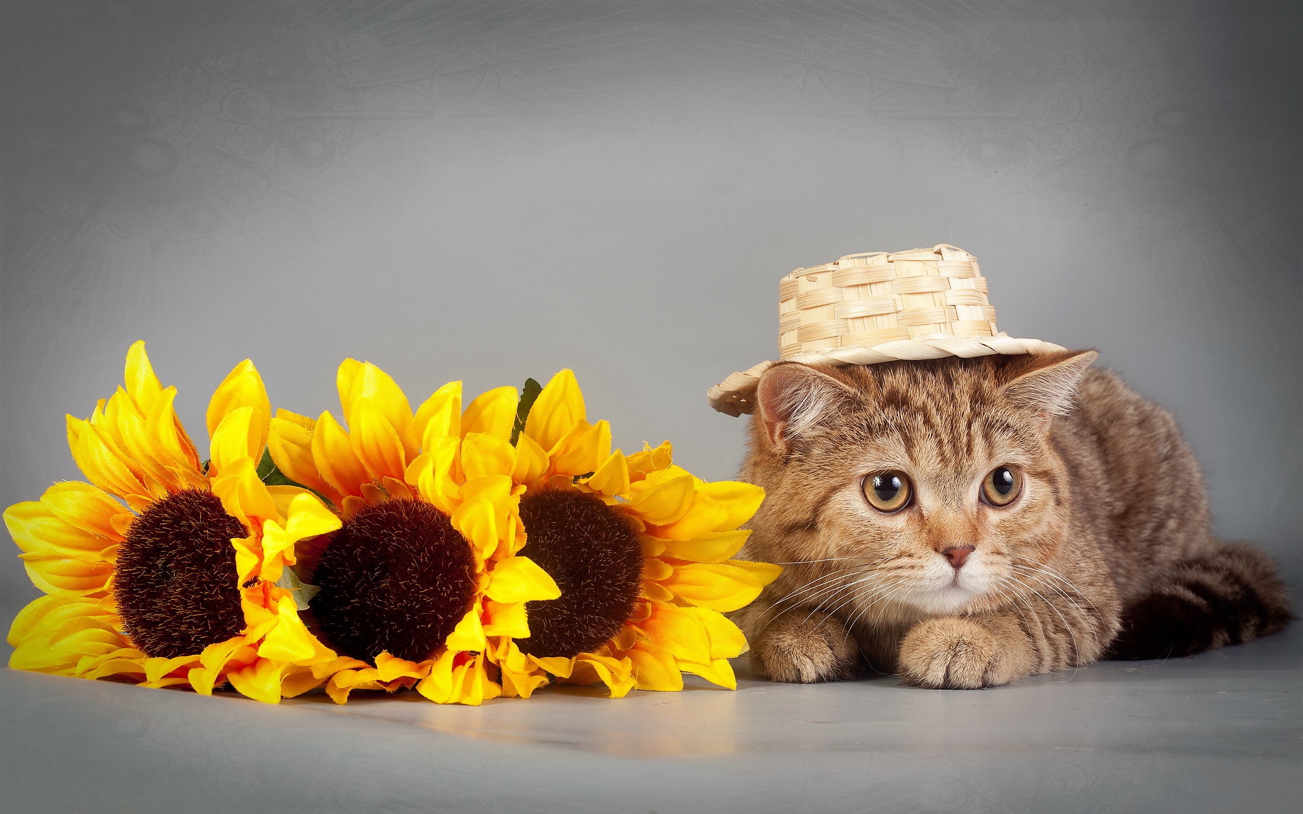 Обои глаза, цветы, кот, кошка, взгляд, подсолнух, шляпка, eyes, flowers, cat, look, sunflower, hat разрешение 2560x1600 Загрузить