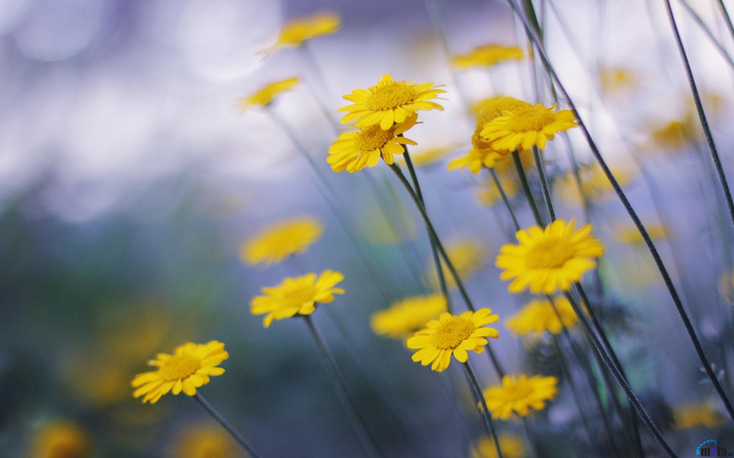 Обои цветы, ромашка, желтые, маргаритка, flowers, daisy, yellow разрешение 2560x1600 Загрузить