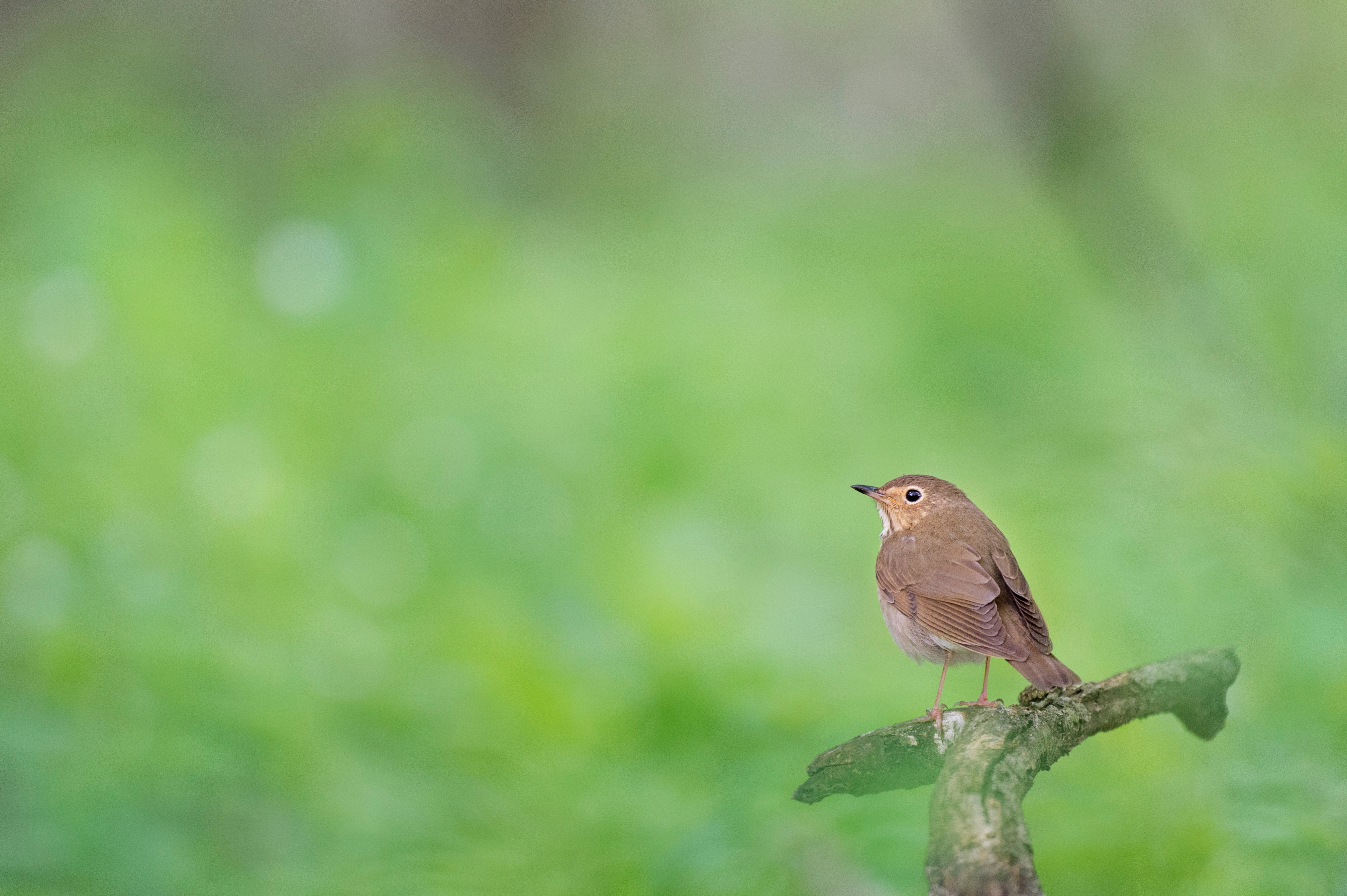 Обои природа, лес, размытость, птица, животное, боке, ray hennessy, nature, forest, blur, bird, animal, bokeh разрешение 4028x2681 Загрузить