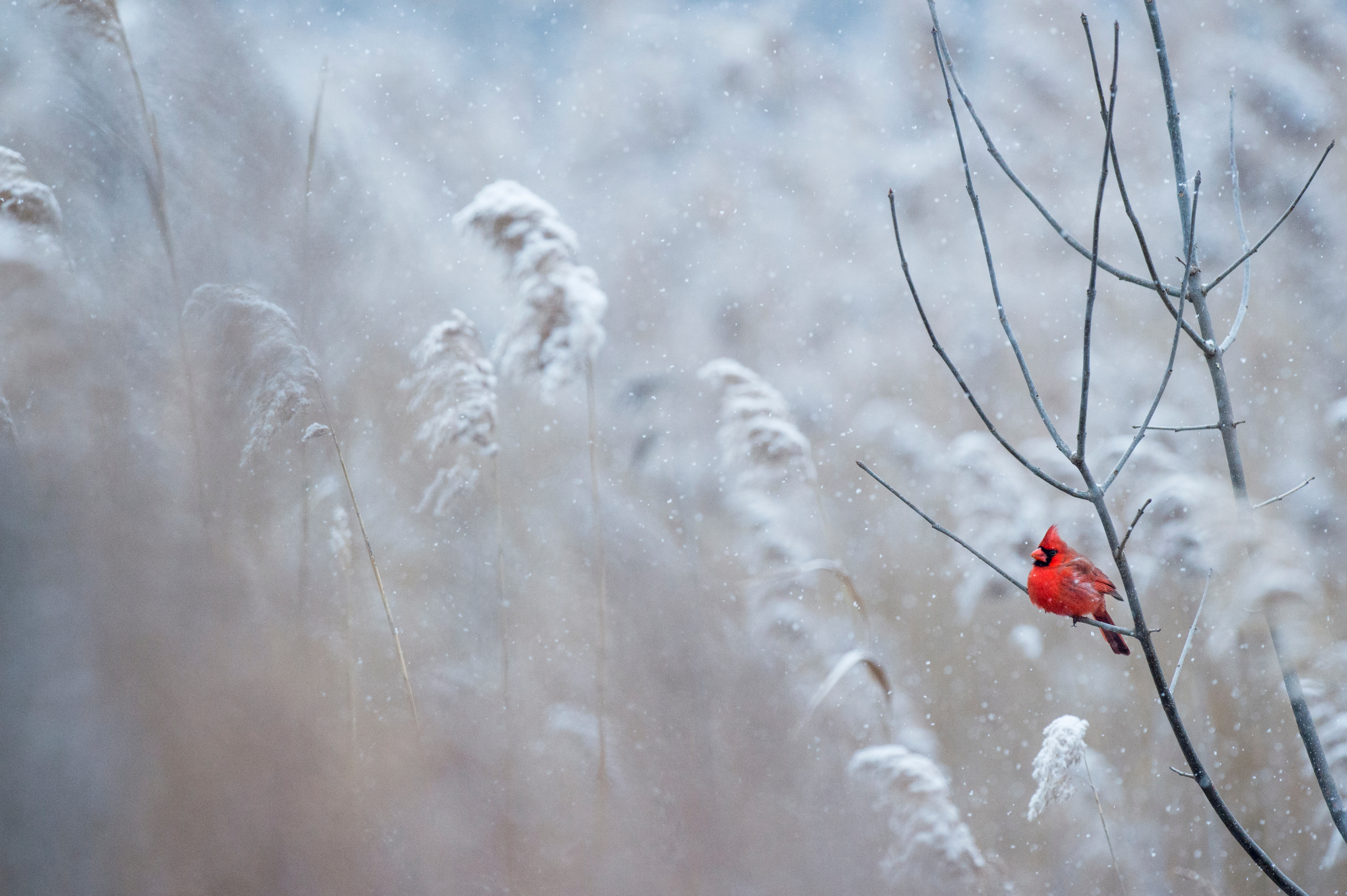 Обои снег, зима, птица, кардинал, ray hennessy, snow, winter, bird, cardinal разрешение 4667x3106 Загрузить