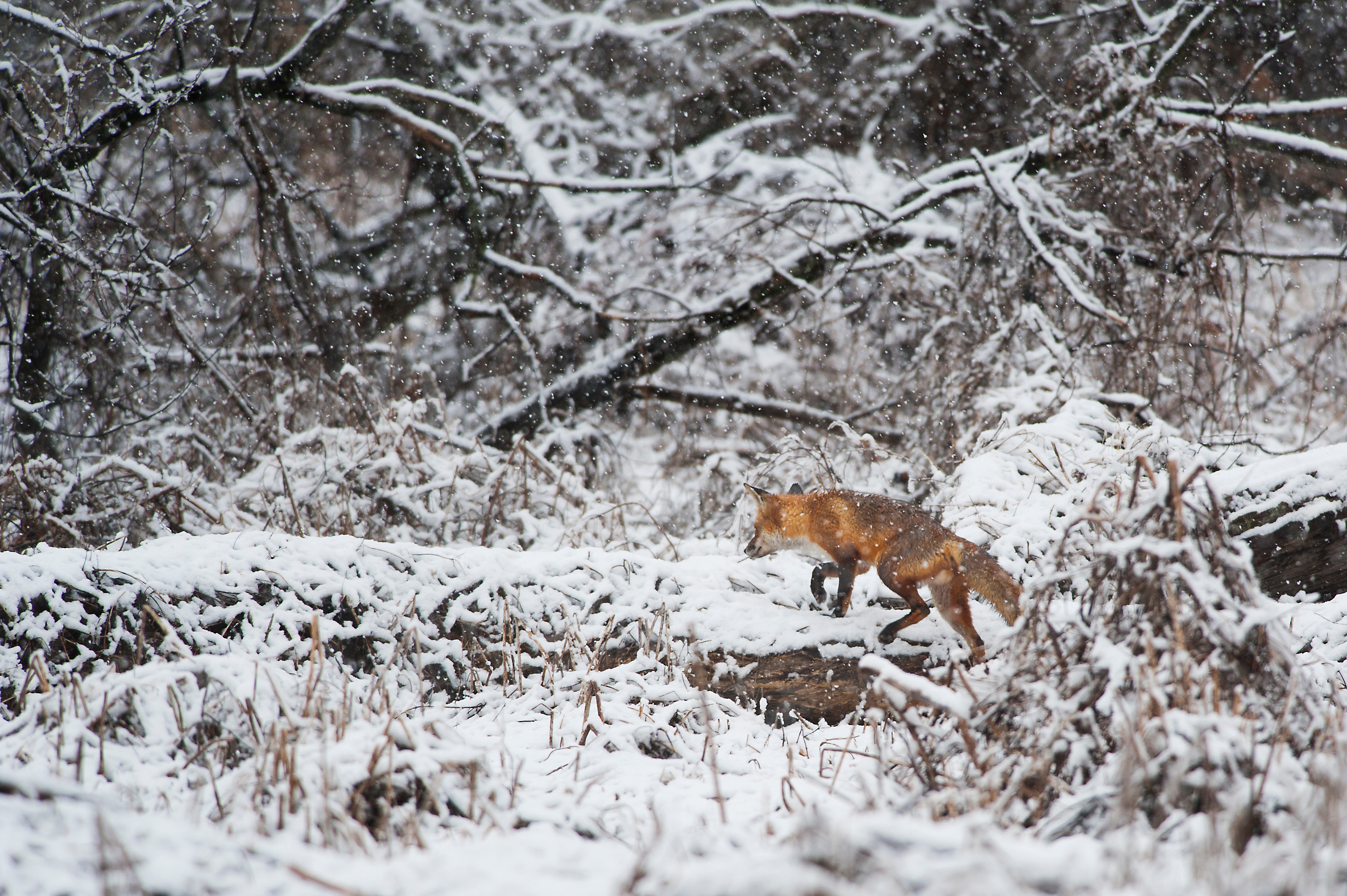 Лесная охота 1. Звери в зимнем лесу. Лиса в снегу. Животные зимой в лесу. Лиса в зимнем лесу.