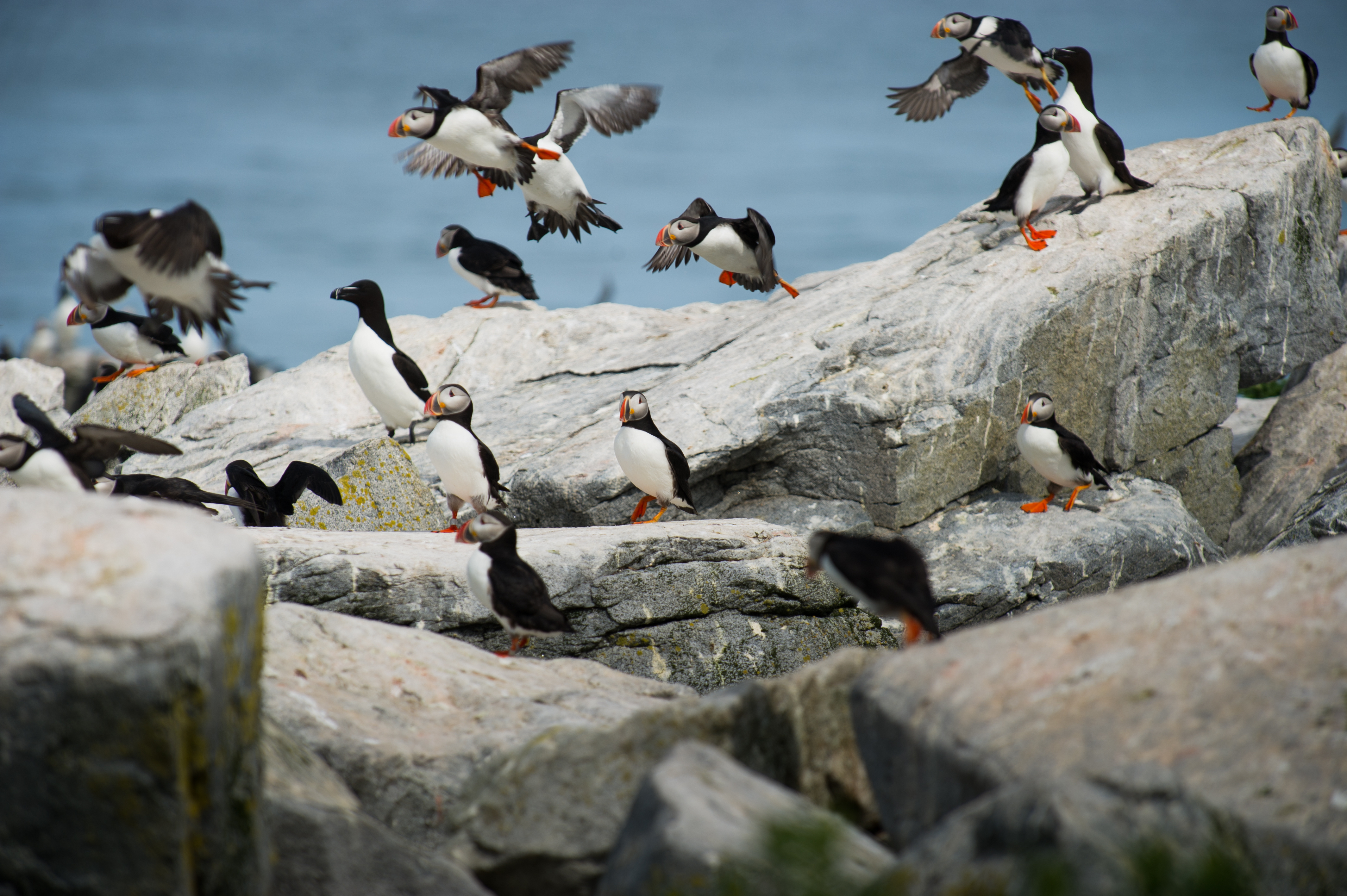 Обои природа, камни, птицы, пингвин, тупик, пингвины, атлантический тупик, ray hennessy, nature, stones, birds, penguin, stalled, penguins, atlantic puffin разрешение 4256x2832 Загрузить