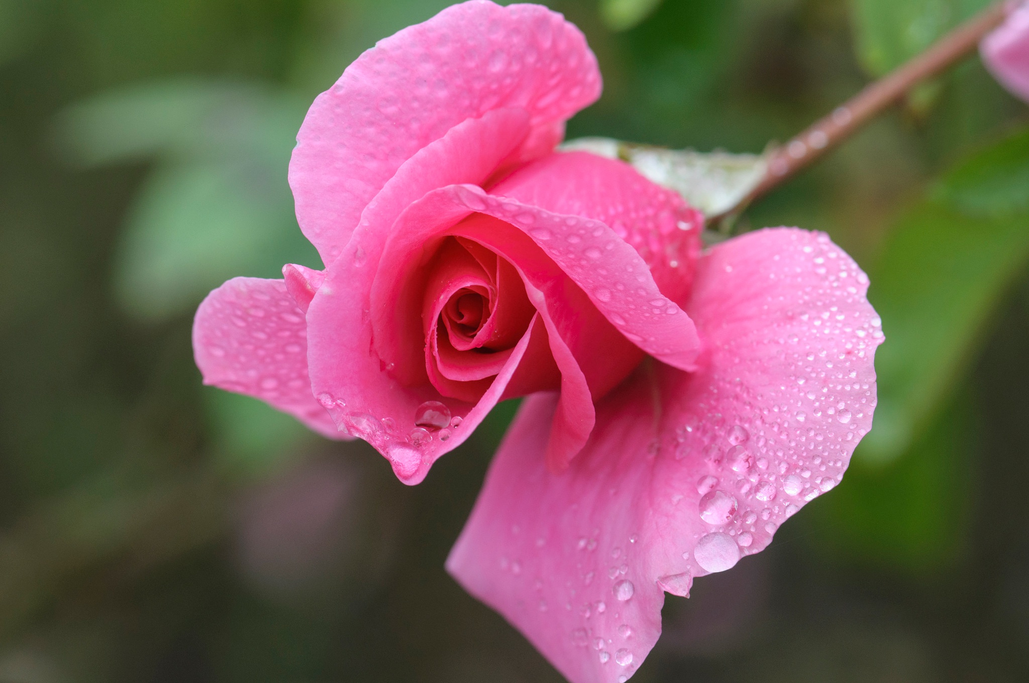Цветы розовые с каплями