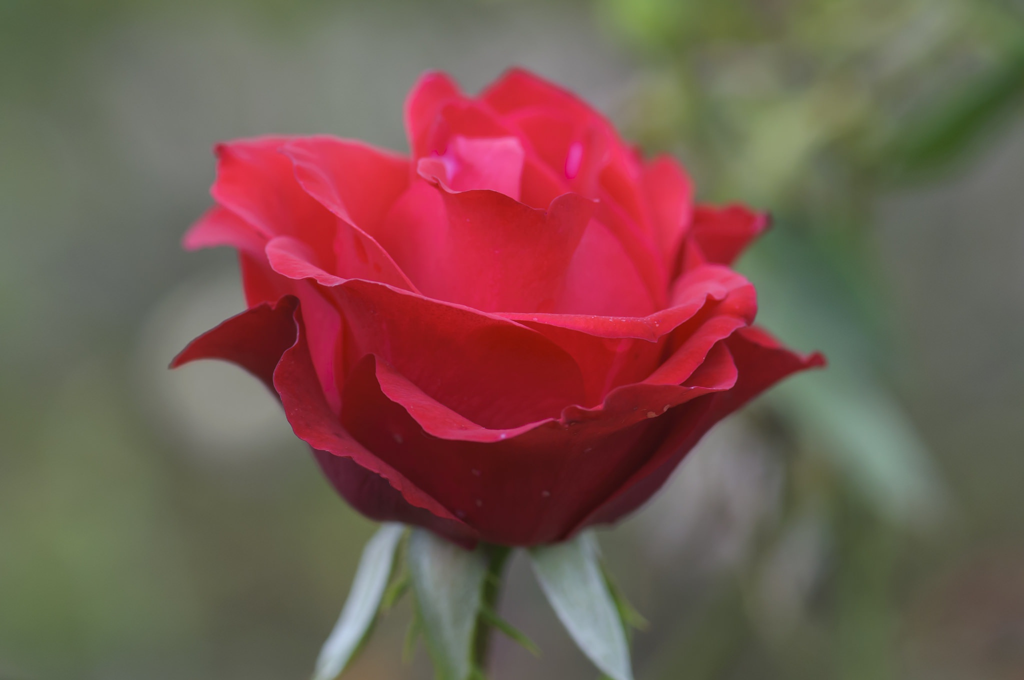Обои природа, макро, роза, лепестки, бутон, nature, macro, rose, petals, bud разрешение 2048x1360 Загрузить