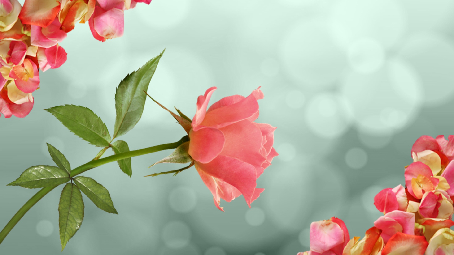 розы цветы фон нежность бесплатно
