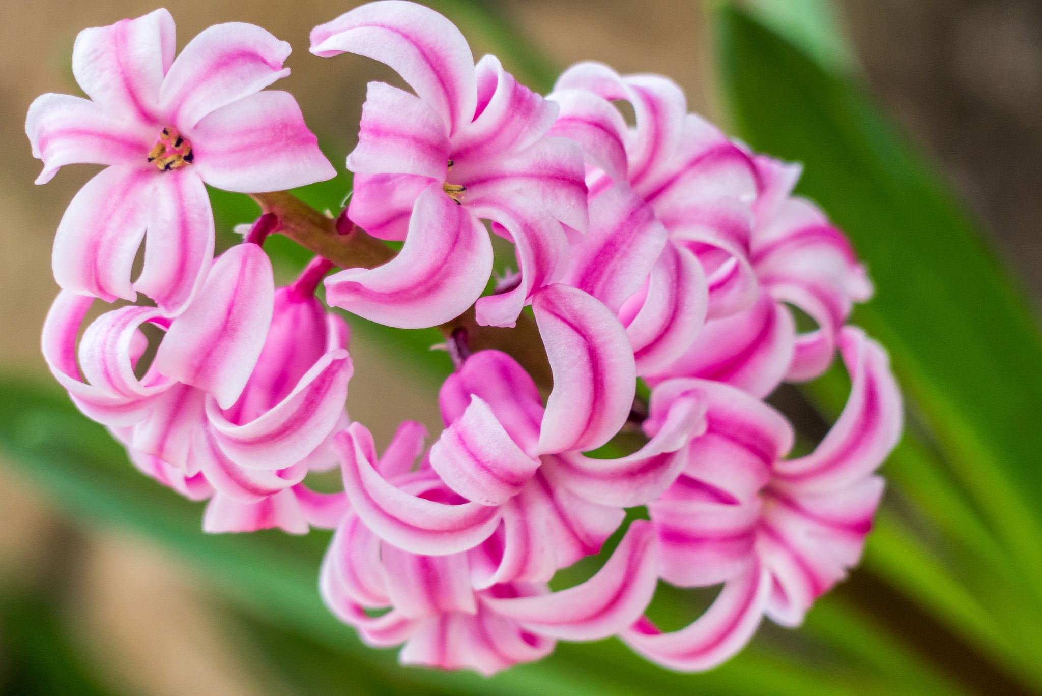 Обои макро, цветок, розовый, гиацинт, macro, flower, pink, hyacinth разрешение 2048x1368 Загрузить