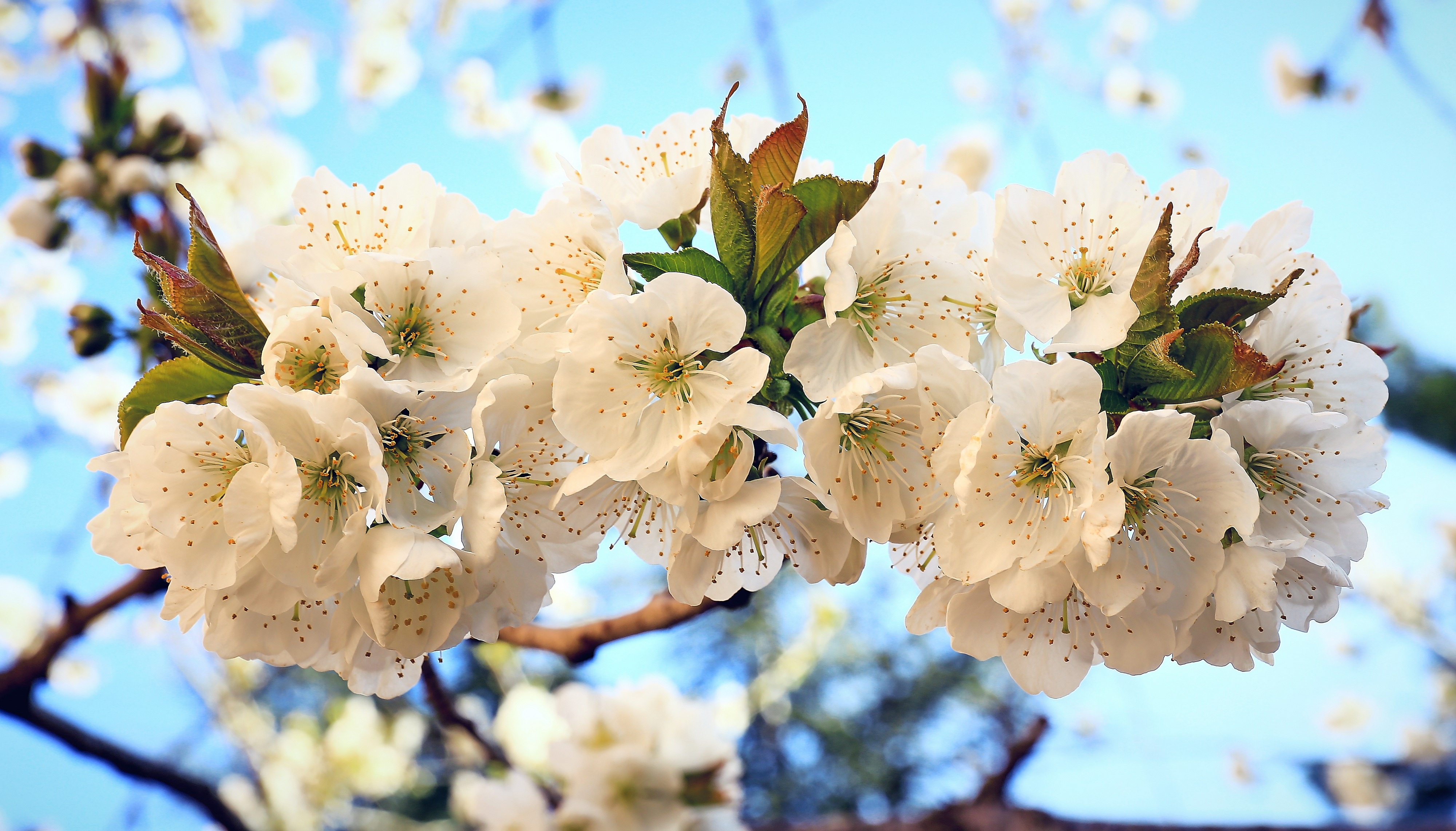 Обои цветы, цветение, весна, вишня, flowers, flowering, spring, cherry разрешение 4000x2282 Загрузить