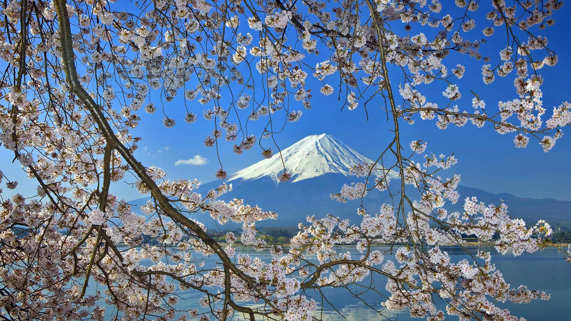 Цветущая Сакура на фоне горы Фудзияма