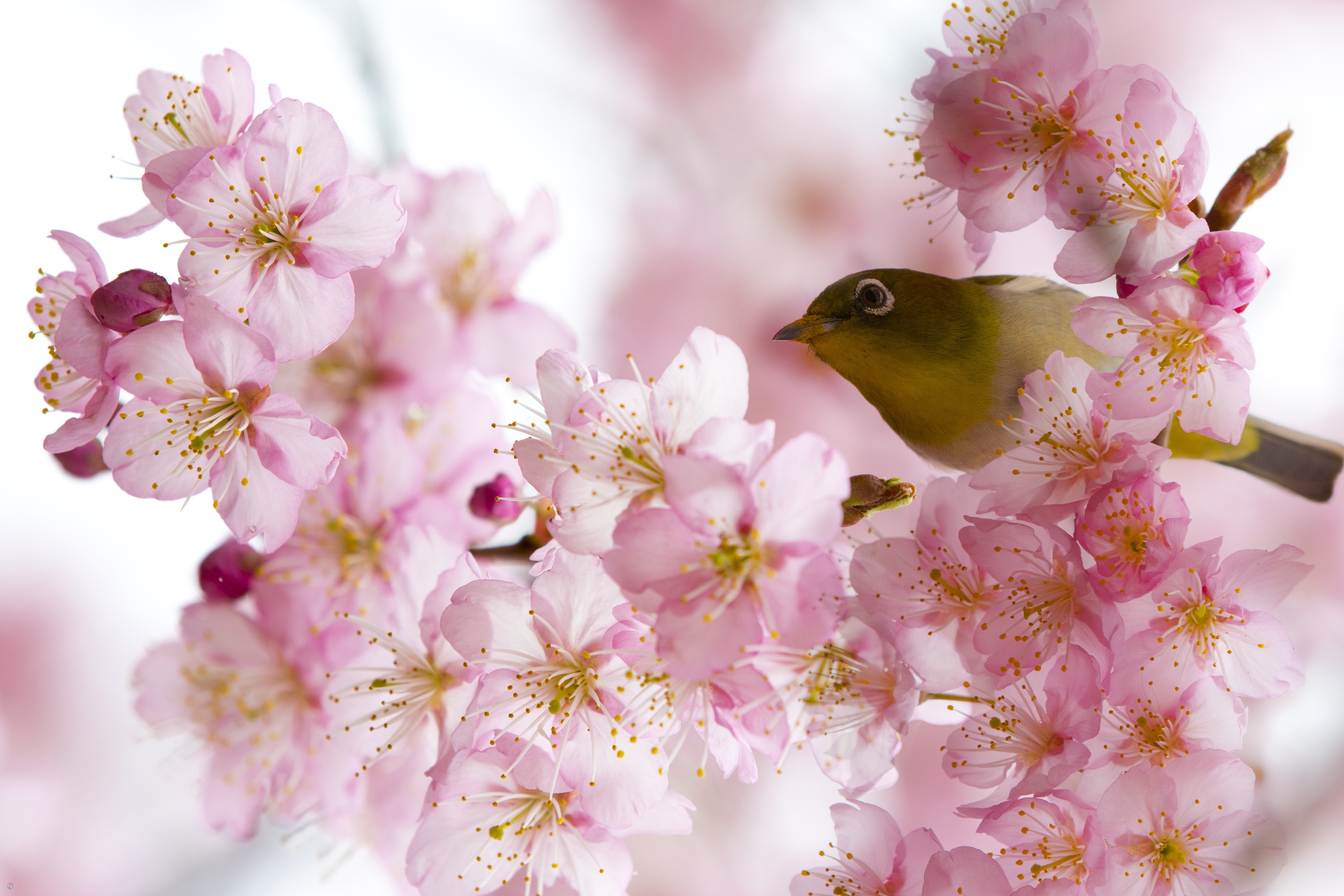 Обои цветение, птица, весна, белоглазка, flowering, bird, spring, white-eyed разрешение 2500x1667 Загрузить