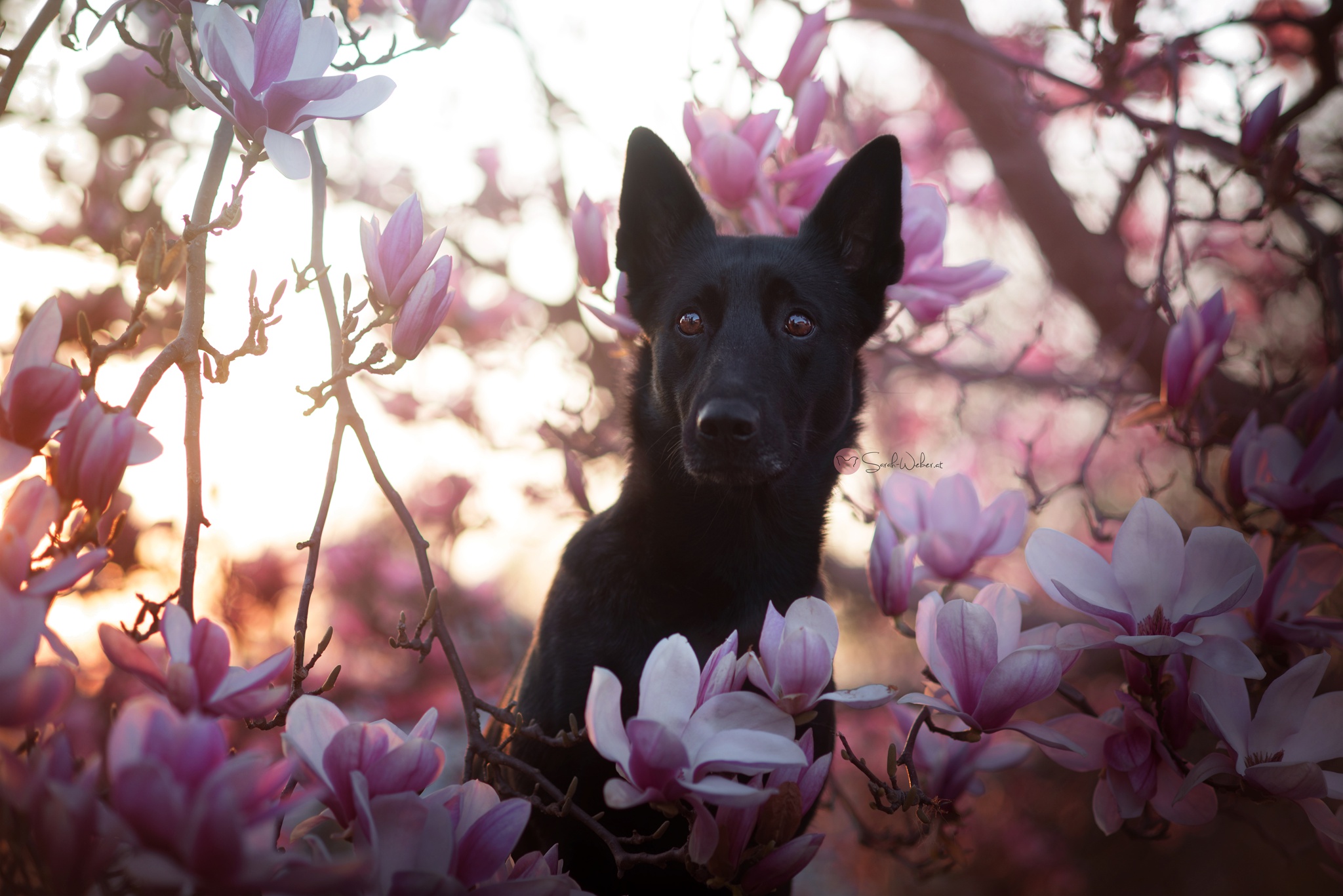 Обои цветы, природа, собака, друг, черная, немецкая овчарка, магнолия, flowers, nature, dog, each, black, german shepherd, magnolia разрешение 2048x1367 Загрузить