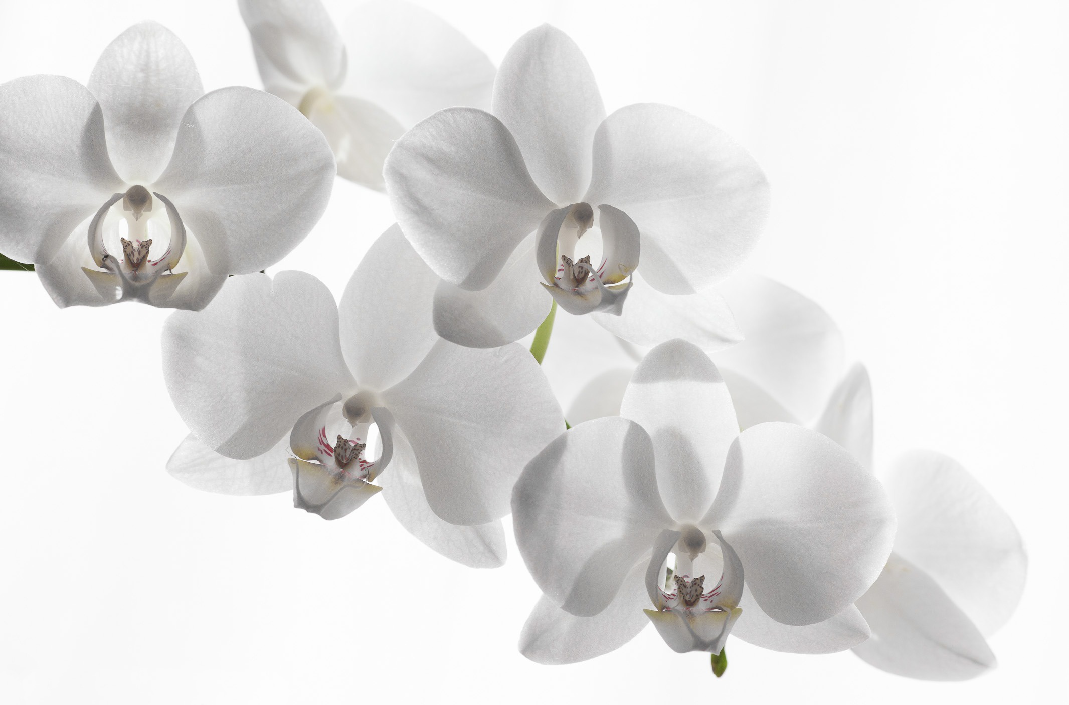 Скачать обои белый фон, орхидея, белая орхидея, white background, orchid ра...