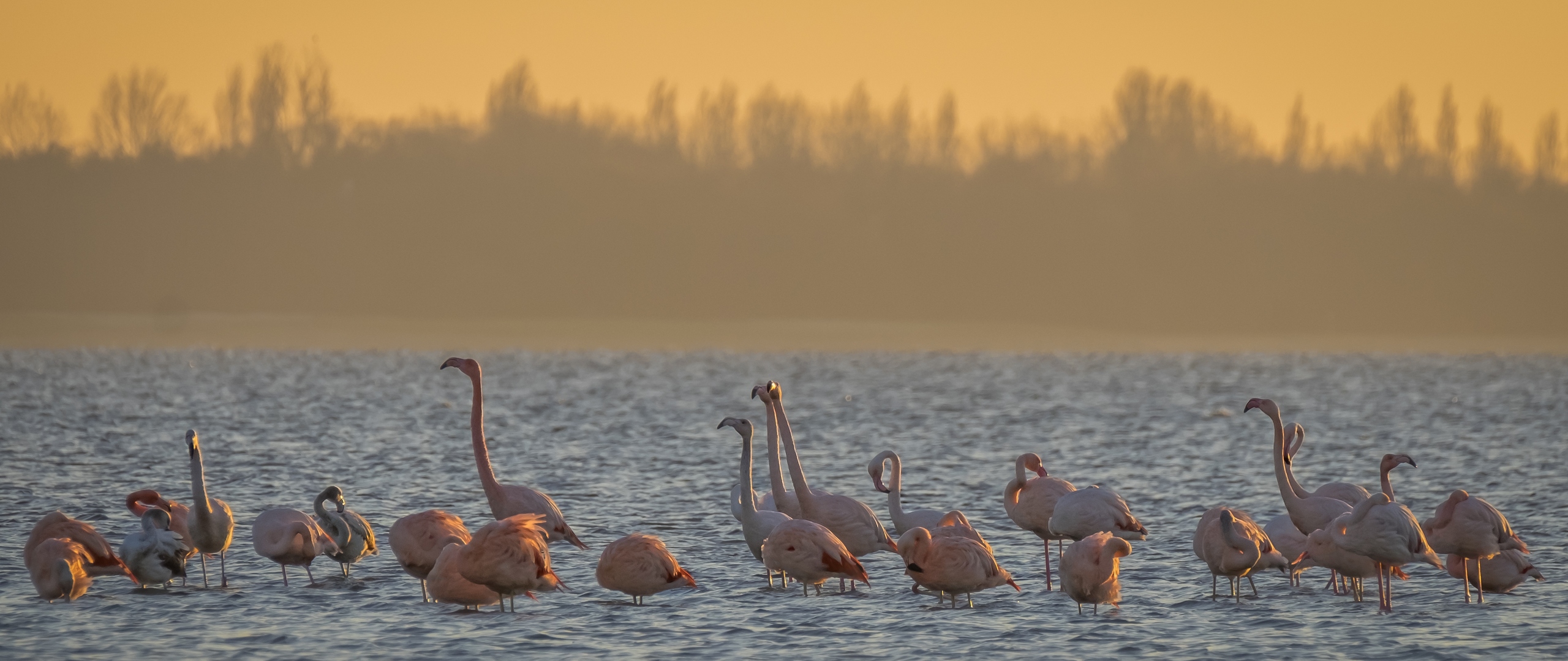 Обои вода, утро, фламинго, птицы, water, morning, flamingo, birds разрешение 2560x1080 Загрузить