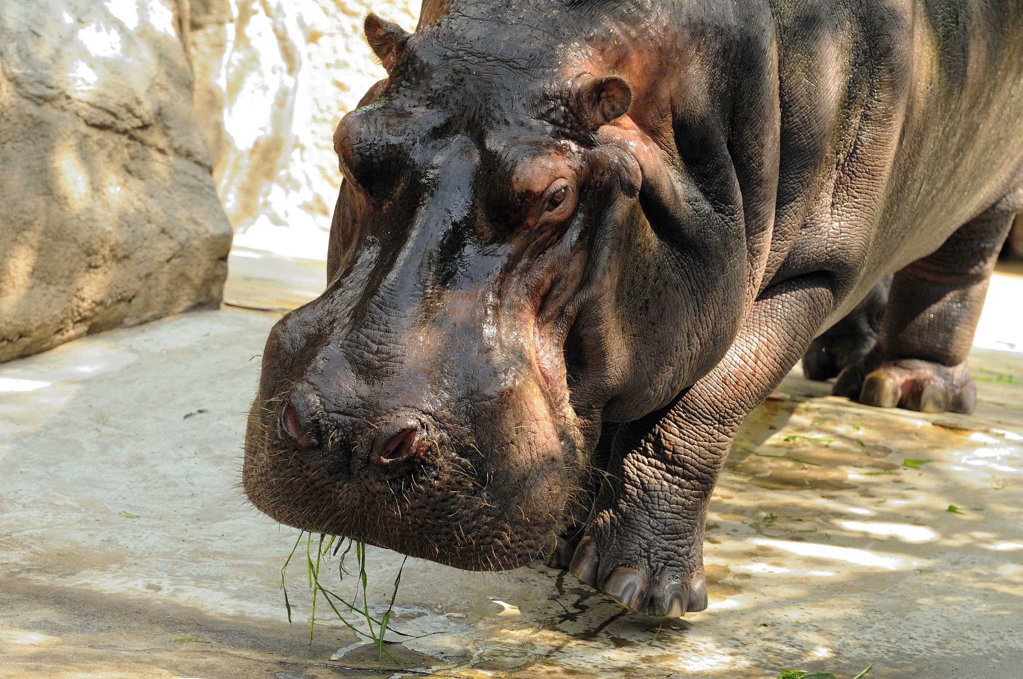 Hippopotamus amphibius Бегемот