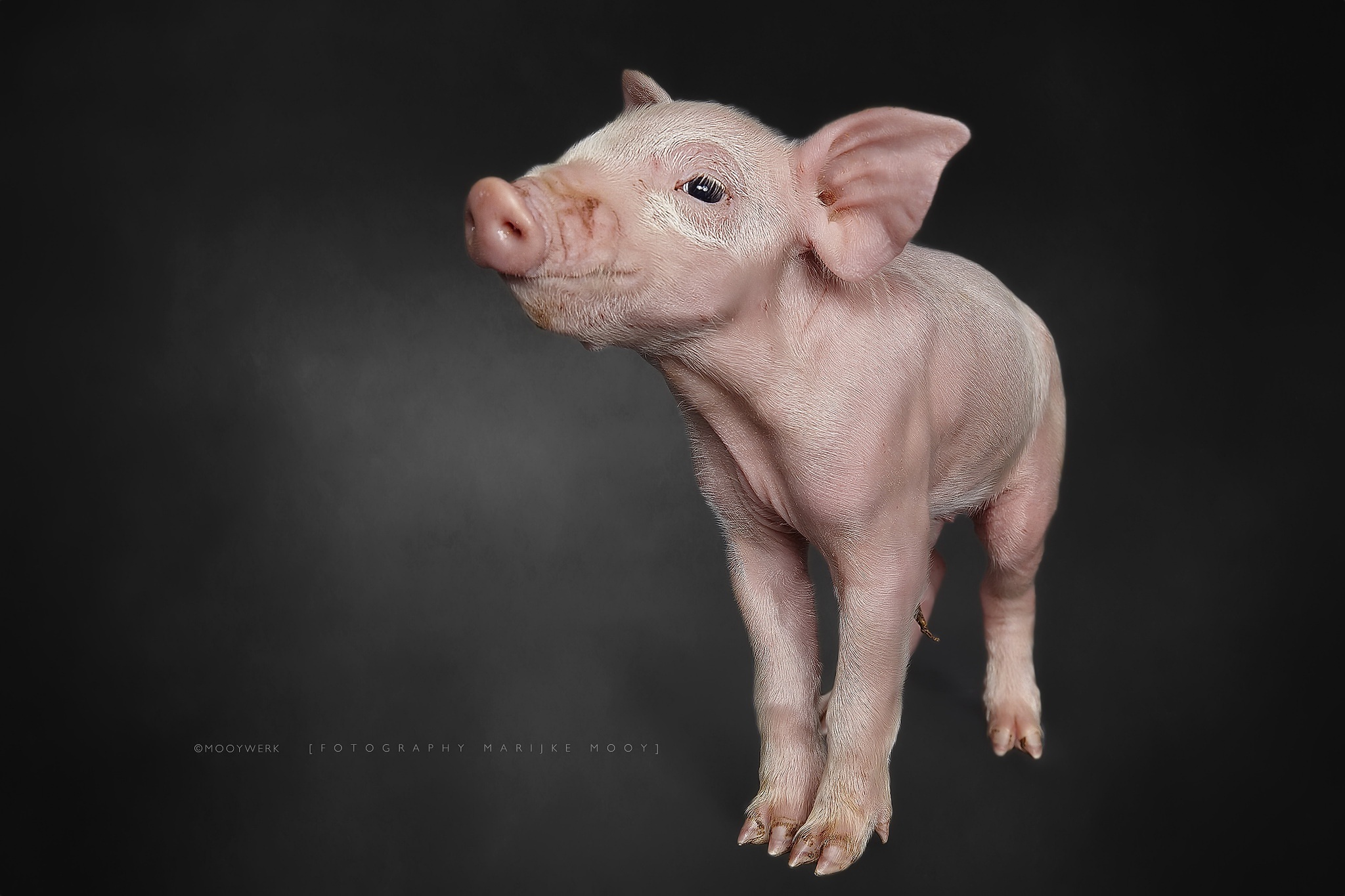 Обои фон, свинья, поросенок, хрюшка, background, pig разрешение 2048x1365 Загрузить