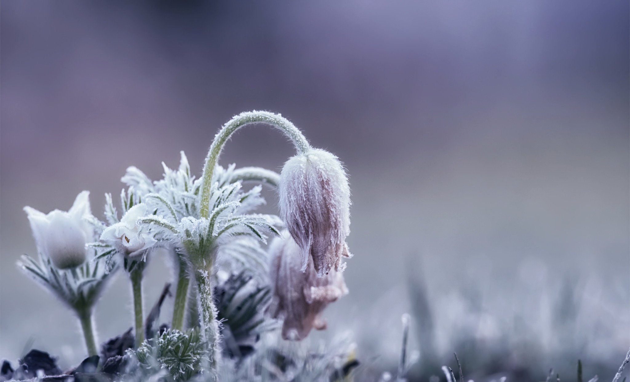 Plants winter. Замерзшие цветы. Замерзшая трава. Полевые цветы в инее. Весенние цветы в инее.