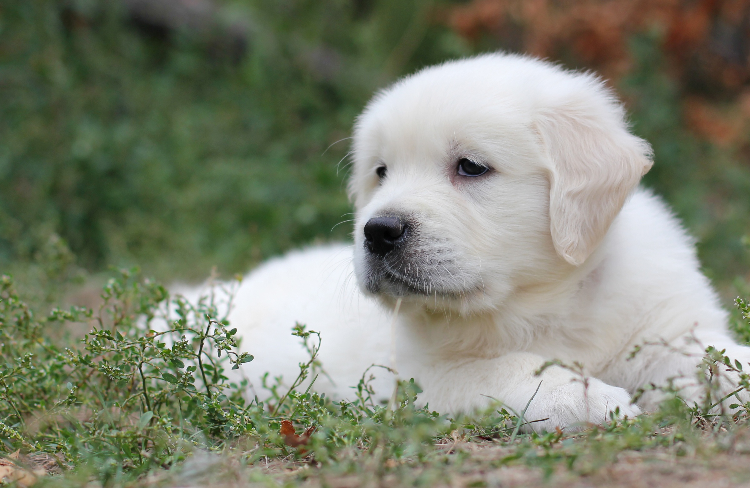 Обои трава, белый, собака, щенок, лабрадор, ретривер, grass, white, dog, puppy, labrador, retriever разрешение 2400x1563 Загрузить