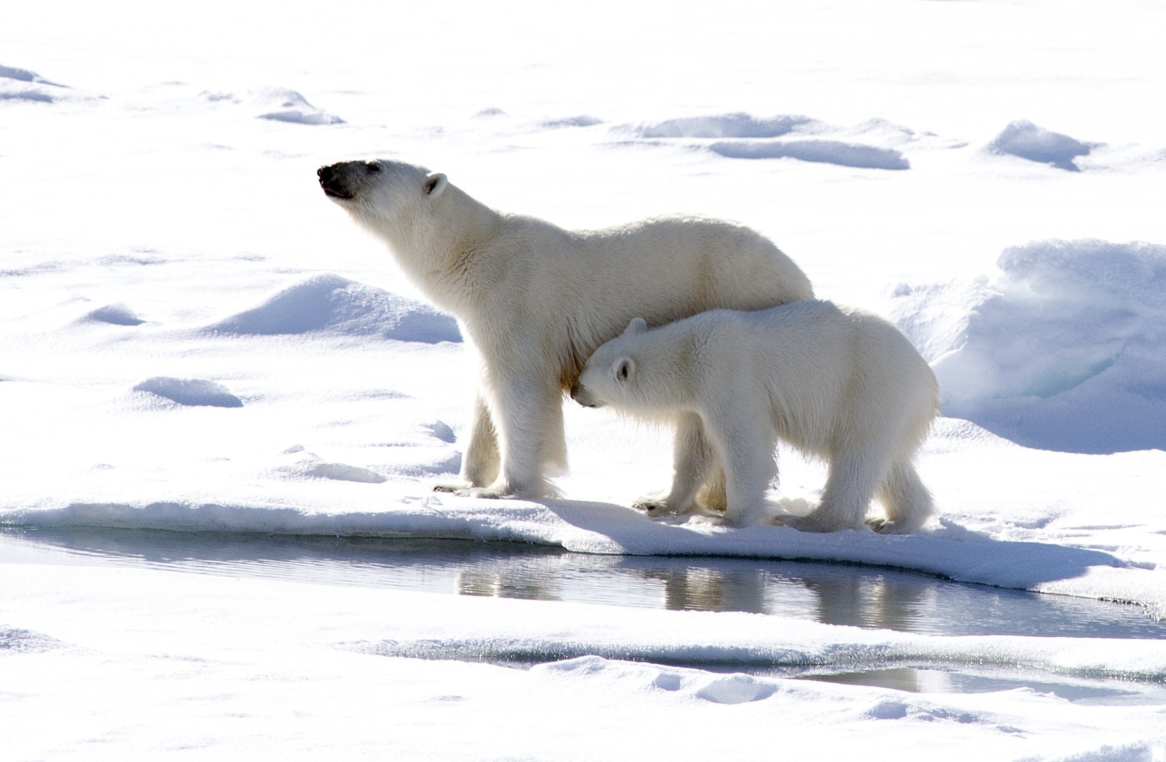 природа животные медведь снег зима загрузить