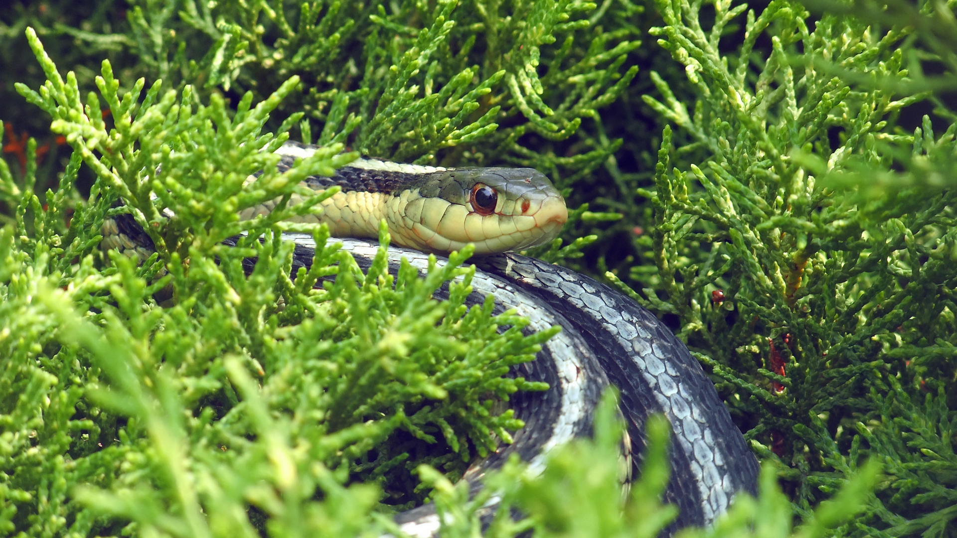 Обои трава, природа, змея, рептилия, пресмыкающееся, grass, nature, snake, reptile разрешение 1920x1080 Загрузить