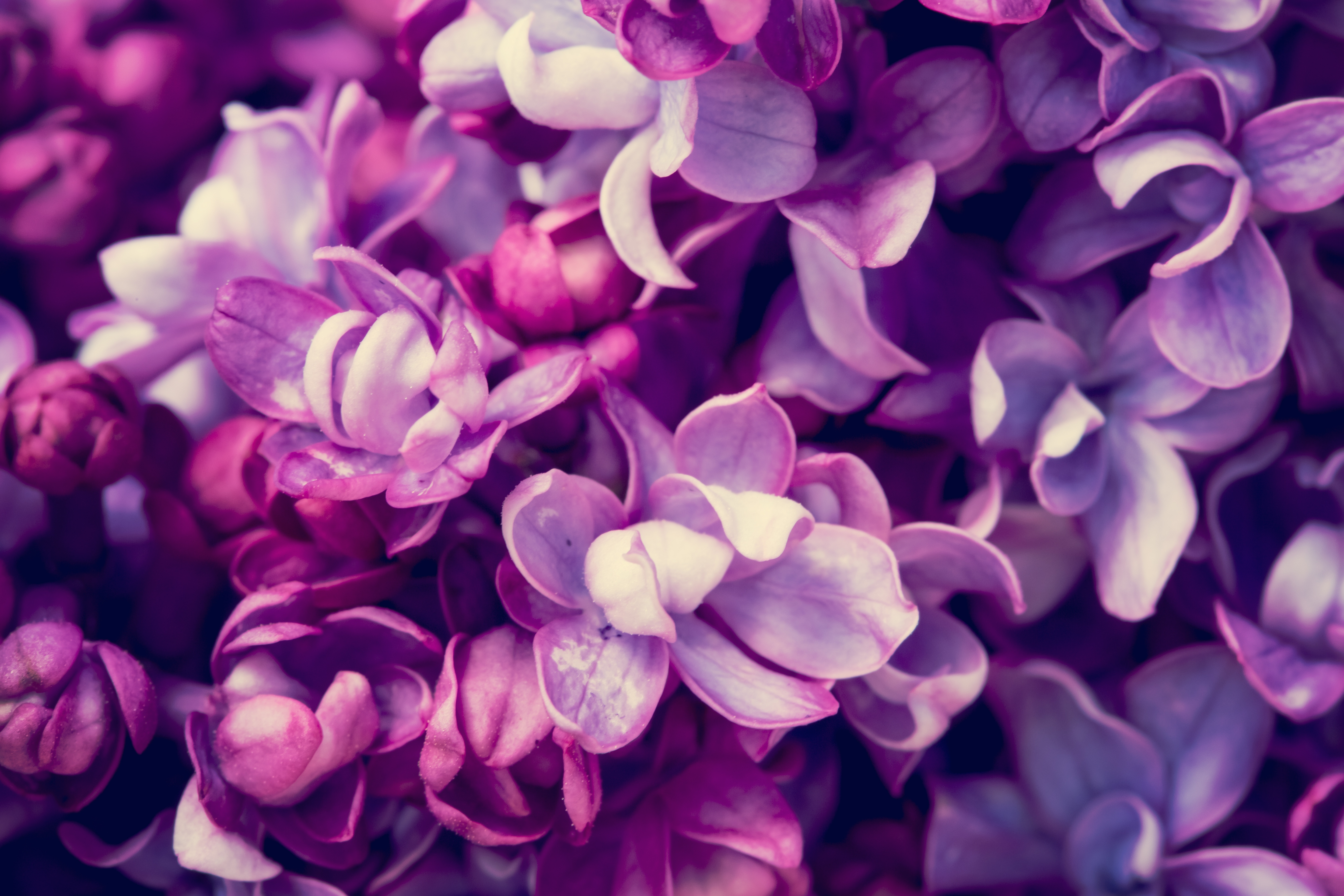 фиолетовый цветочек без смс