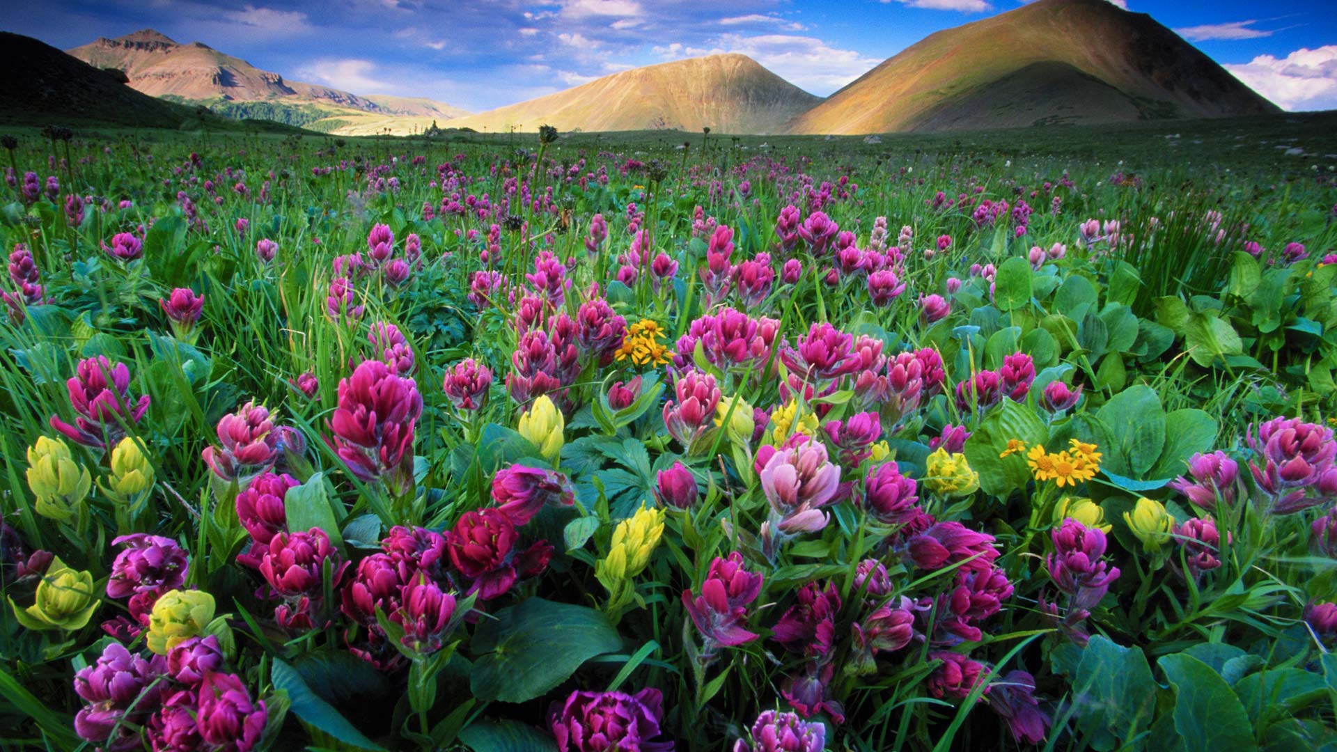 Обои небо, цветы, облака, горы, луг, сша, колорадо, forest state park, the sky, flowers, clouds, mountains, meadow, usa, colorado разрешение 1920x1080 Загрузить