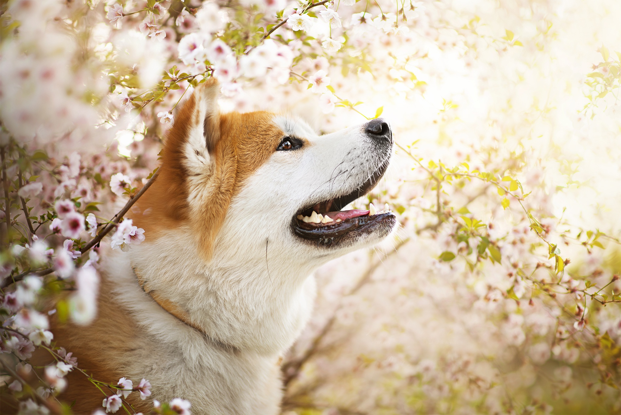Собаки весной картинки. Акита-ину. Акита ину Сакура. Сиба ину. Акита ину кобель.