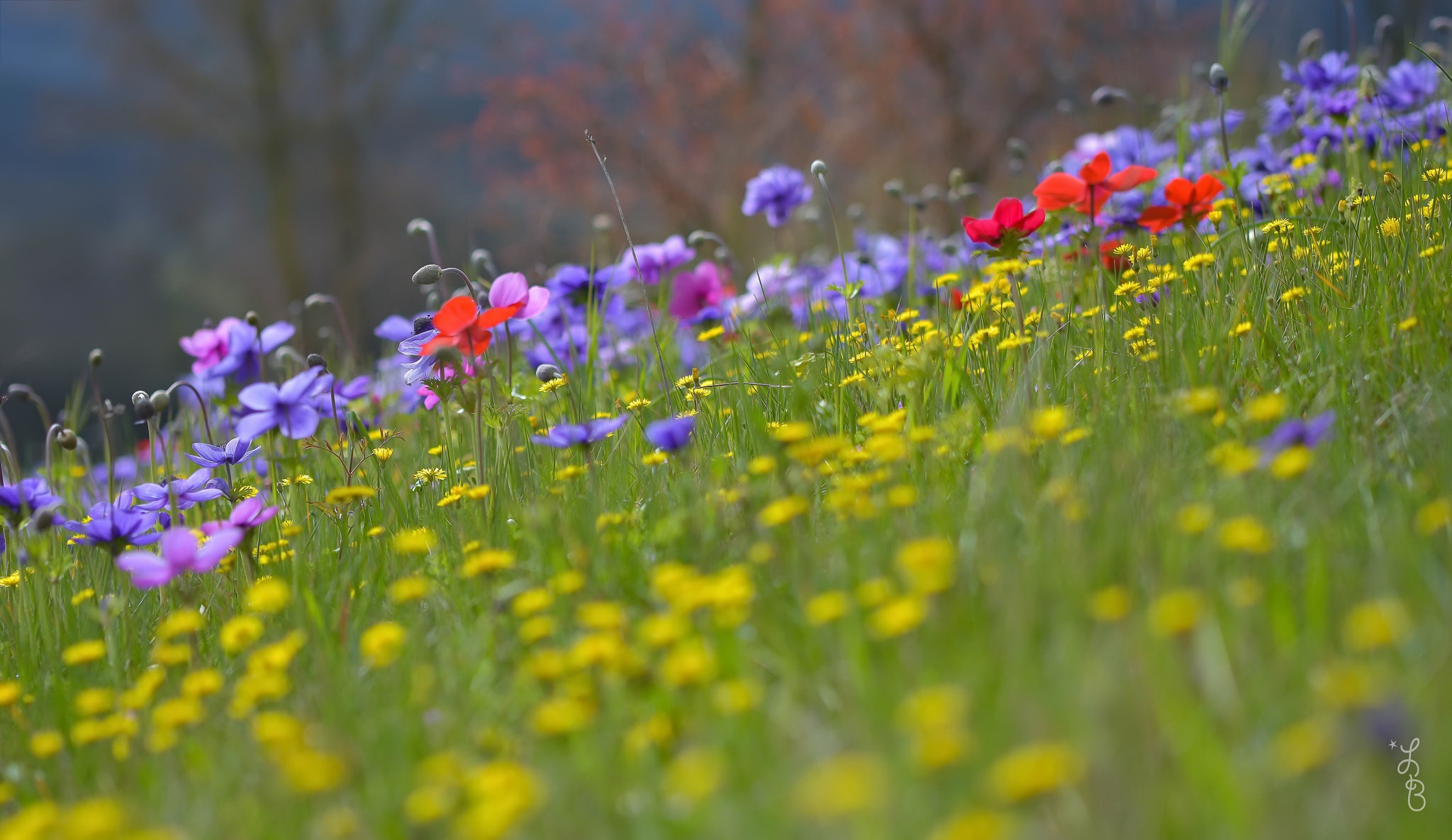 собака трава полевые цветы загрузить