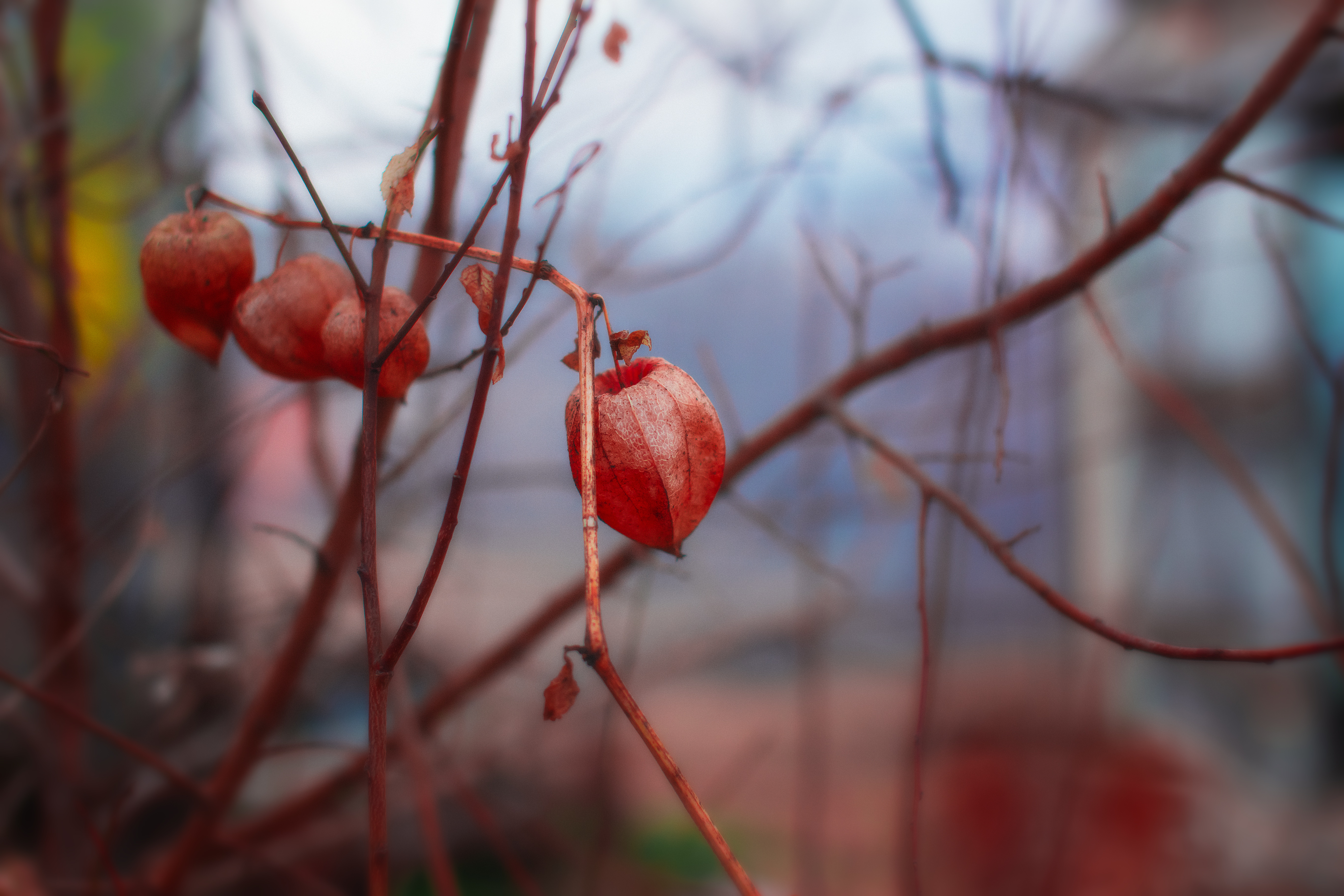 Обои цветы, природа, фон, ветки, весна, физалис, flowers, nature, background, branches, spring, physalis разрешение 5472x3648 Загрузить