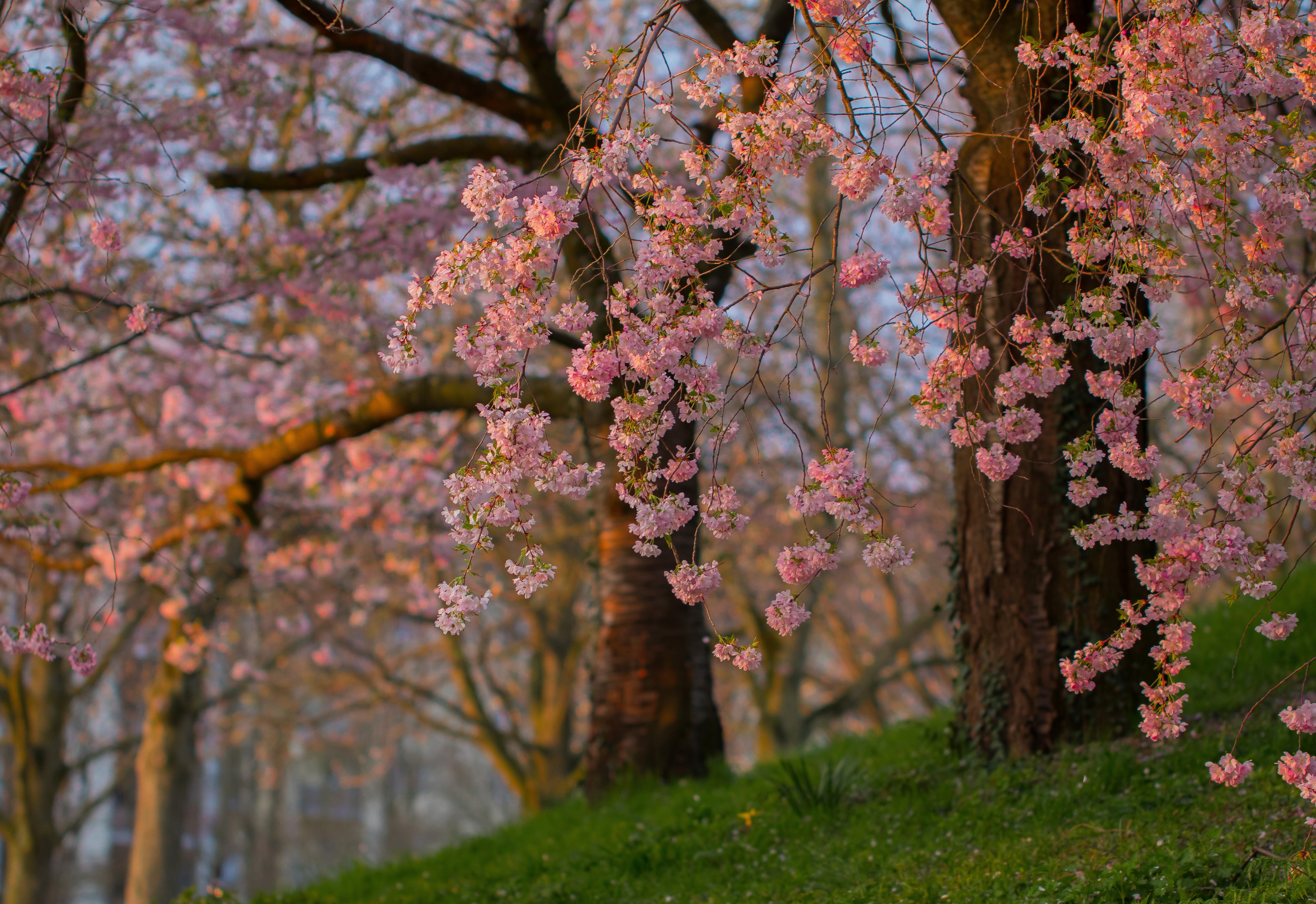 Обои деревья, цветение, ветки, весна, сакура, trees, flowering, branches, spring, sakura разрешение 3600x2473 Загрузить