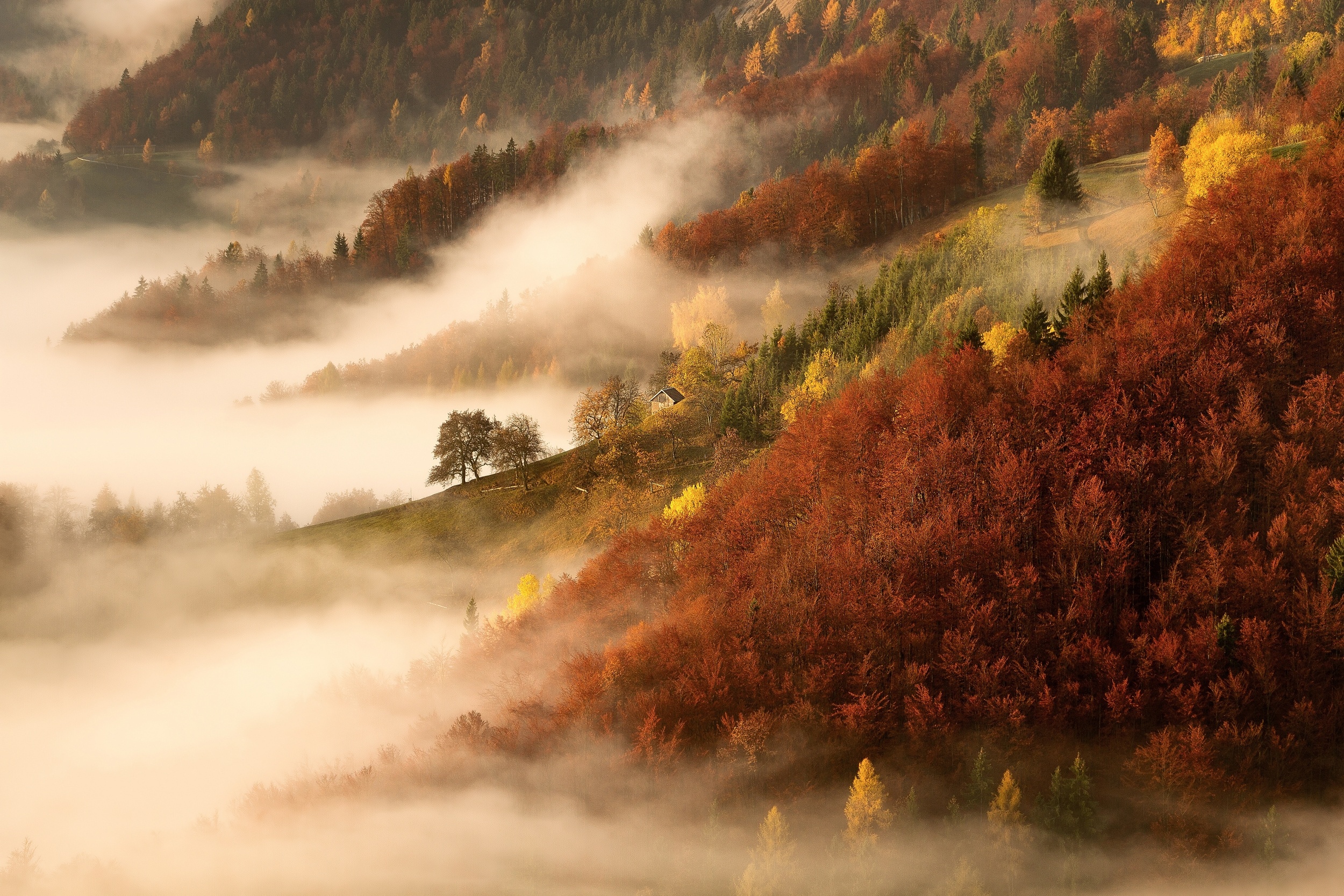 Обои деревья, горы, природа, лес, утро, туман, осень, trees, mountains, nature, forest, morning, fog, autumn разрешение 2500x1666 Загрузить