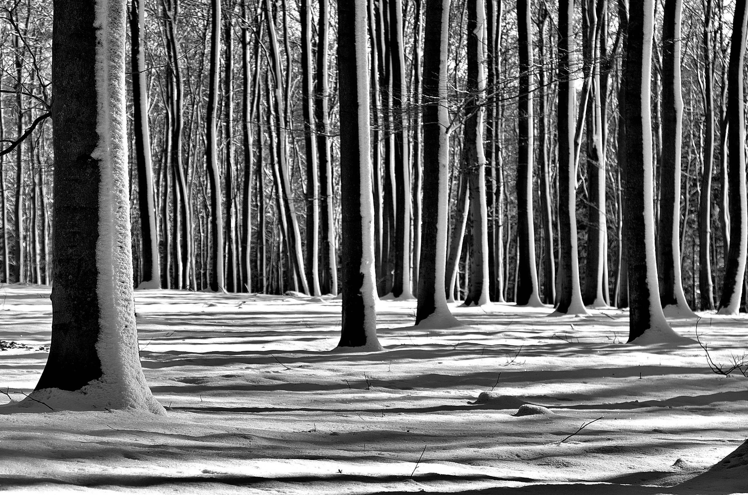 Обои деревья, снег, лес, зима, чёрно-белое, trees, snow, forest, winter, black and white разрешение 2560x1696 Загрузить