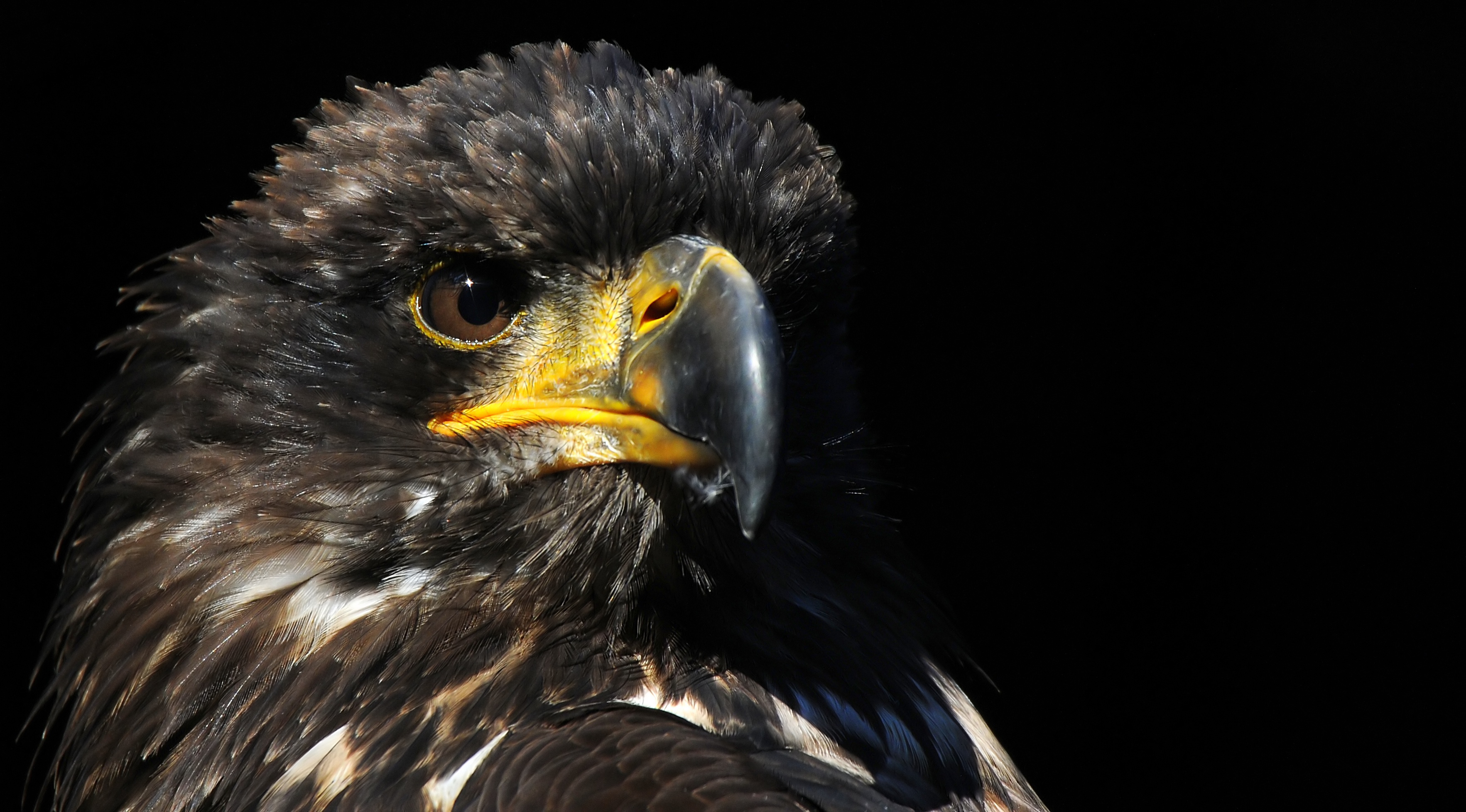 Обои фон, хищник, птица, клюв, ястреб, background, predator, bird, beak, hawk разрешение 3530x1956 Загрузить
