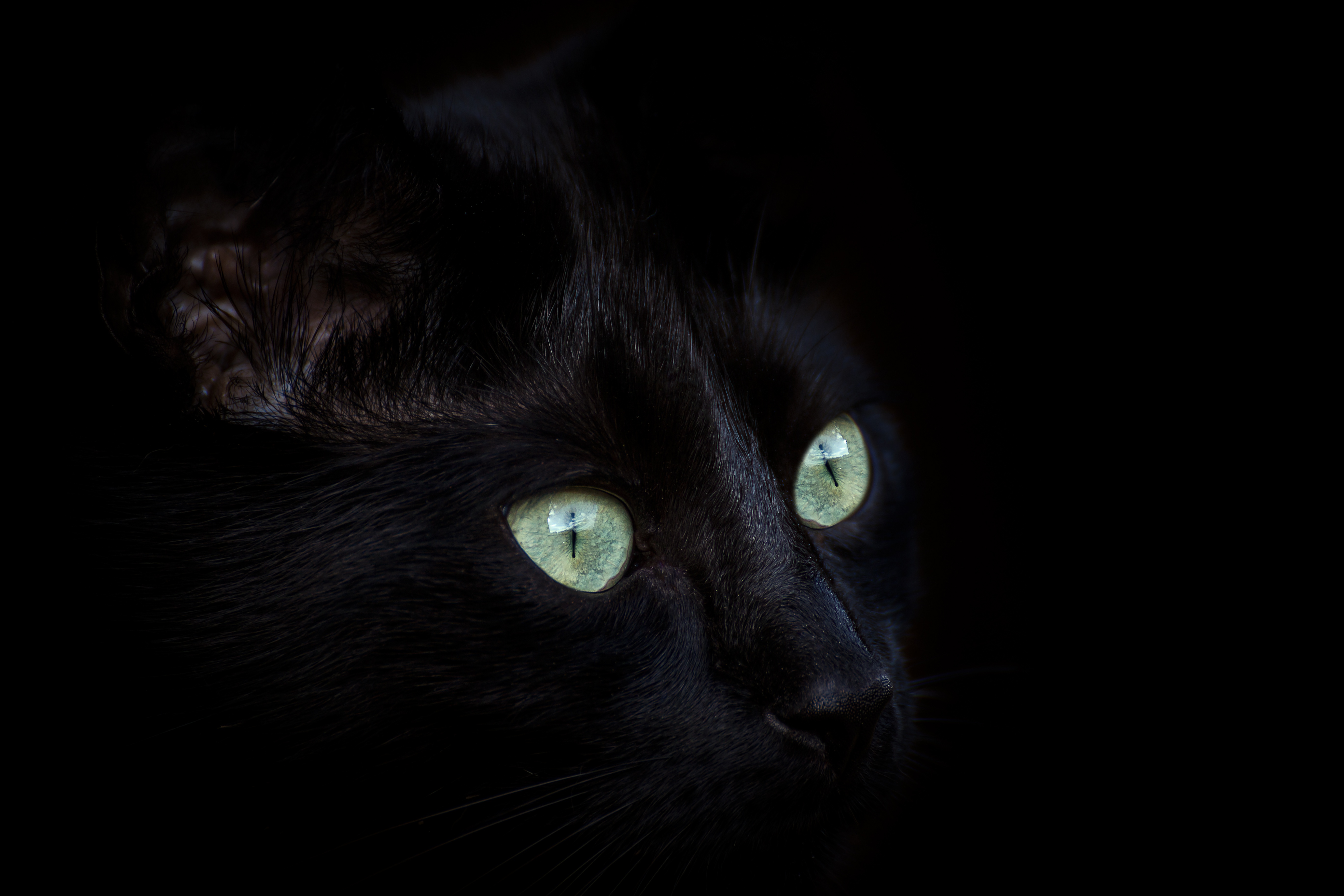 черный кот морда природа животное загрузить