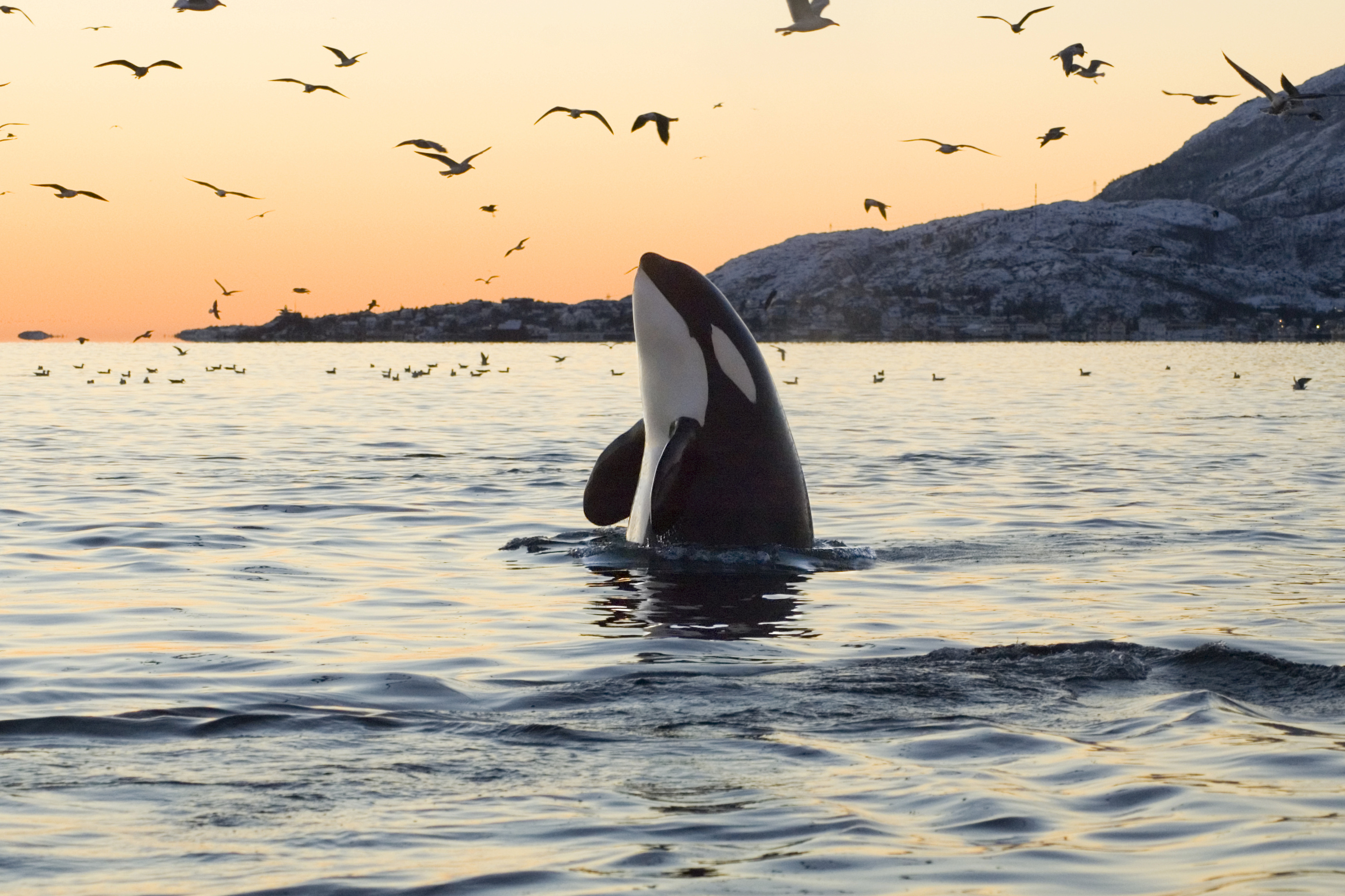 Whales water. ГНПП Касатка Абхазия. Касатка кит убийца. Касатки в Гренландии. Касатки в тихом океане.